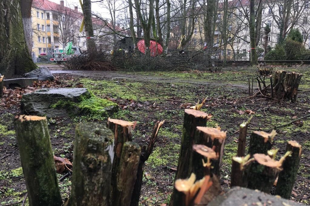 Kettensägen schaffen Tatsachen in den grünen Höfen in Pankow.