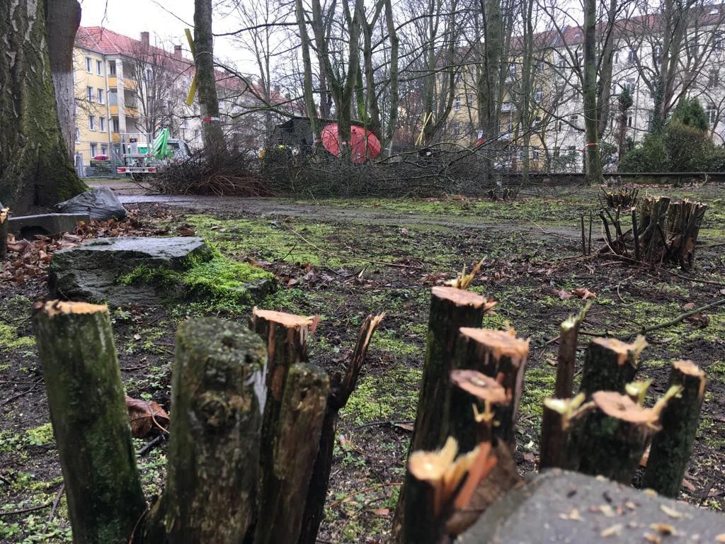 Neuer Eilantrag wegen Baumfällungen in Pankower Höfen