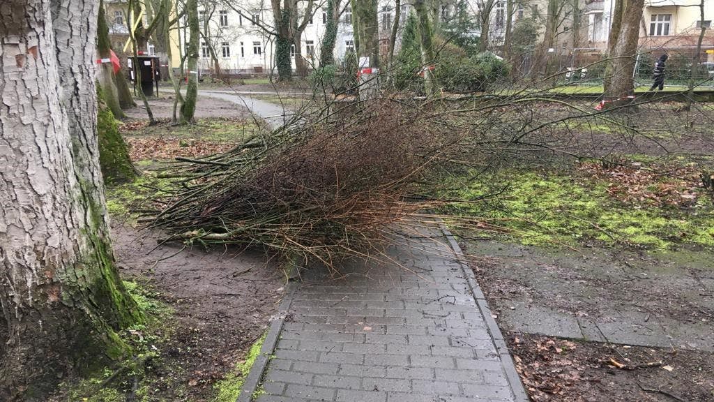 Sträucher werden in den Höfen an der Pankower Ossietzkystraße gekappt.