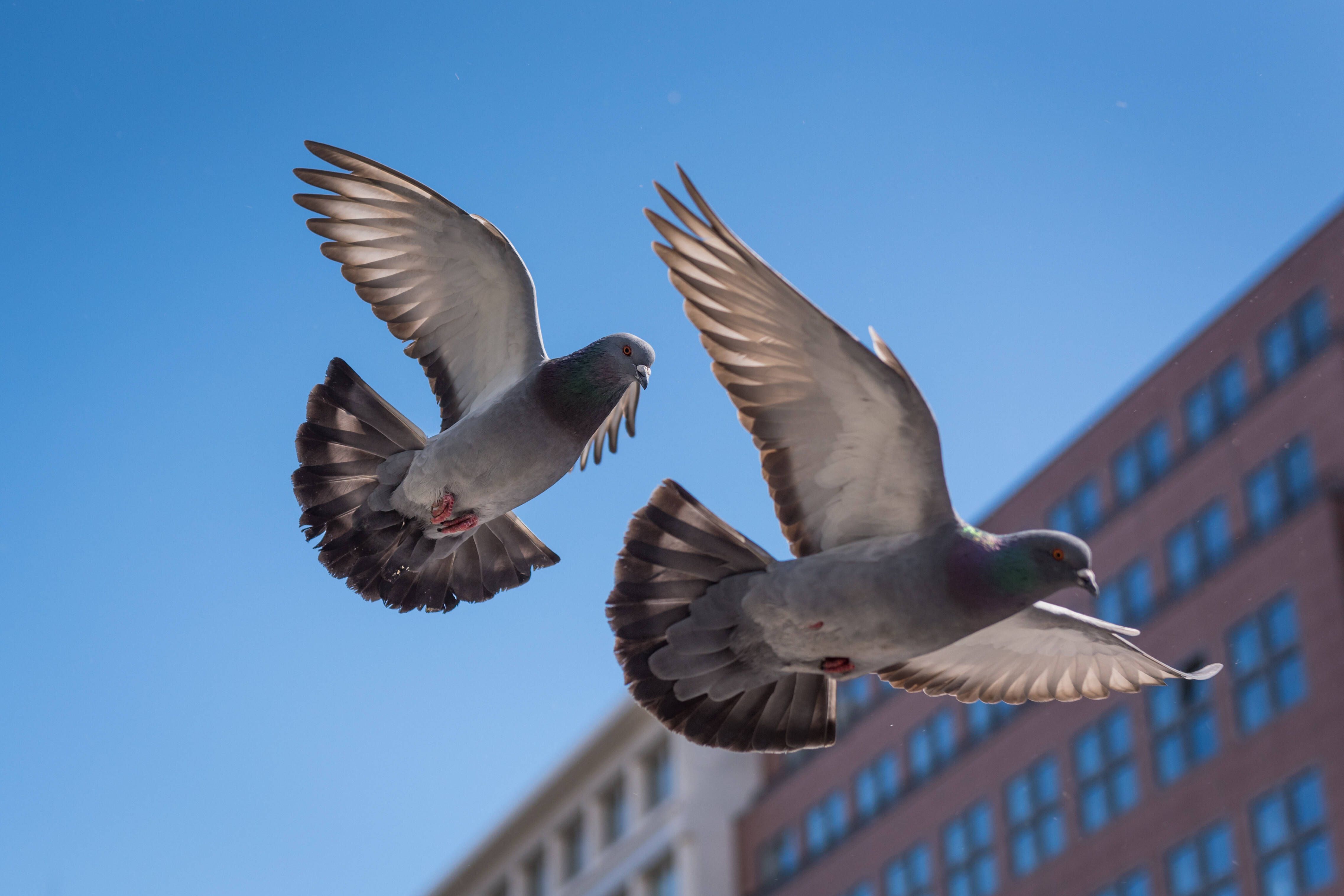 Berlin-Hellersdorf: Tote Taube löst Großeinsatz der Polizei aus