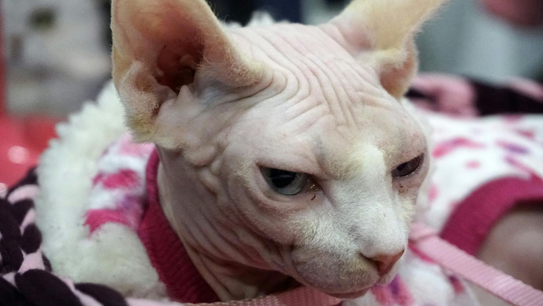Eine Nacktkatze auf einer Katzenschau.