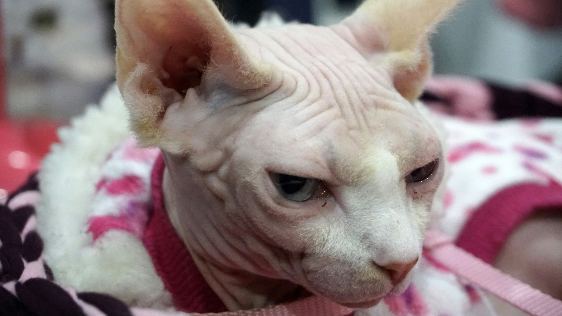 Eine Nacktkatze auf einer Katzenschau.