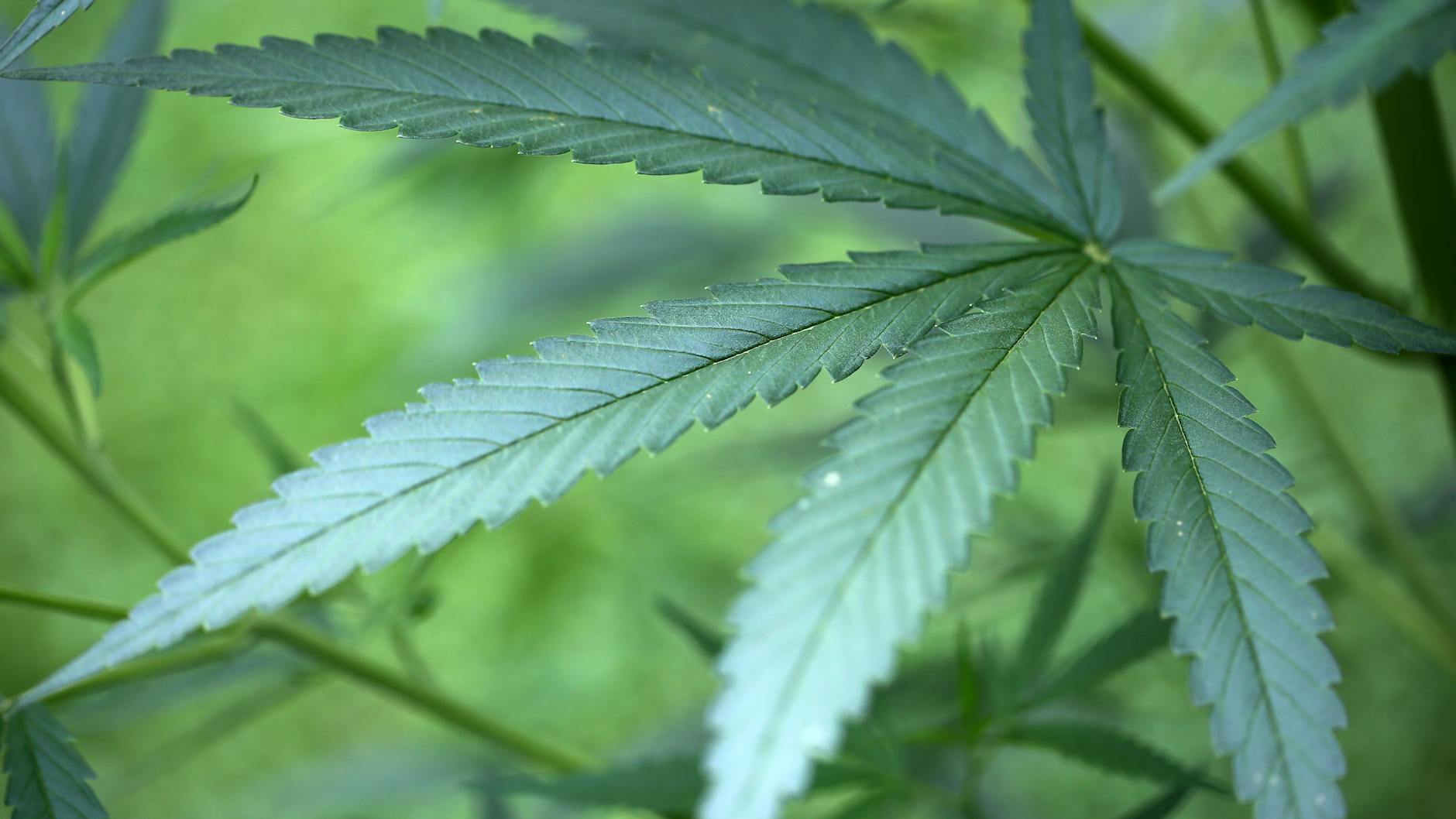 Cannabis-Pflanze: Mit der Ampel-Mehrheit stimmte der Bundestag der Legalisierung von Cannabis zu.