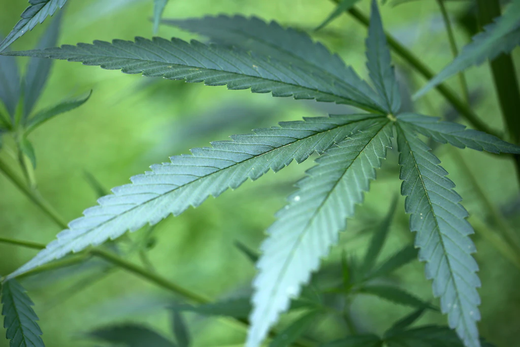 Cannabis-Gesetz im Bundestag angenommen: Kiffen wird legal!