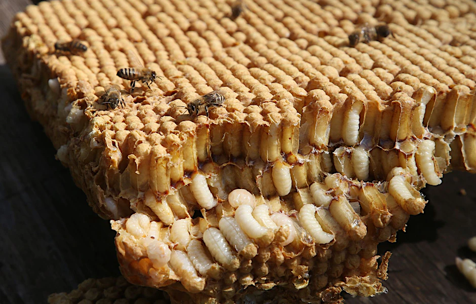 ARCHIV - Honigbienen sitzen auf einer aus einem Bienenstock herausgeschnittenen Wabe mit Drohnenbrut.  