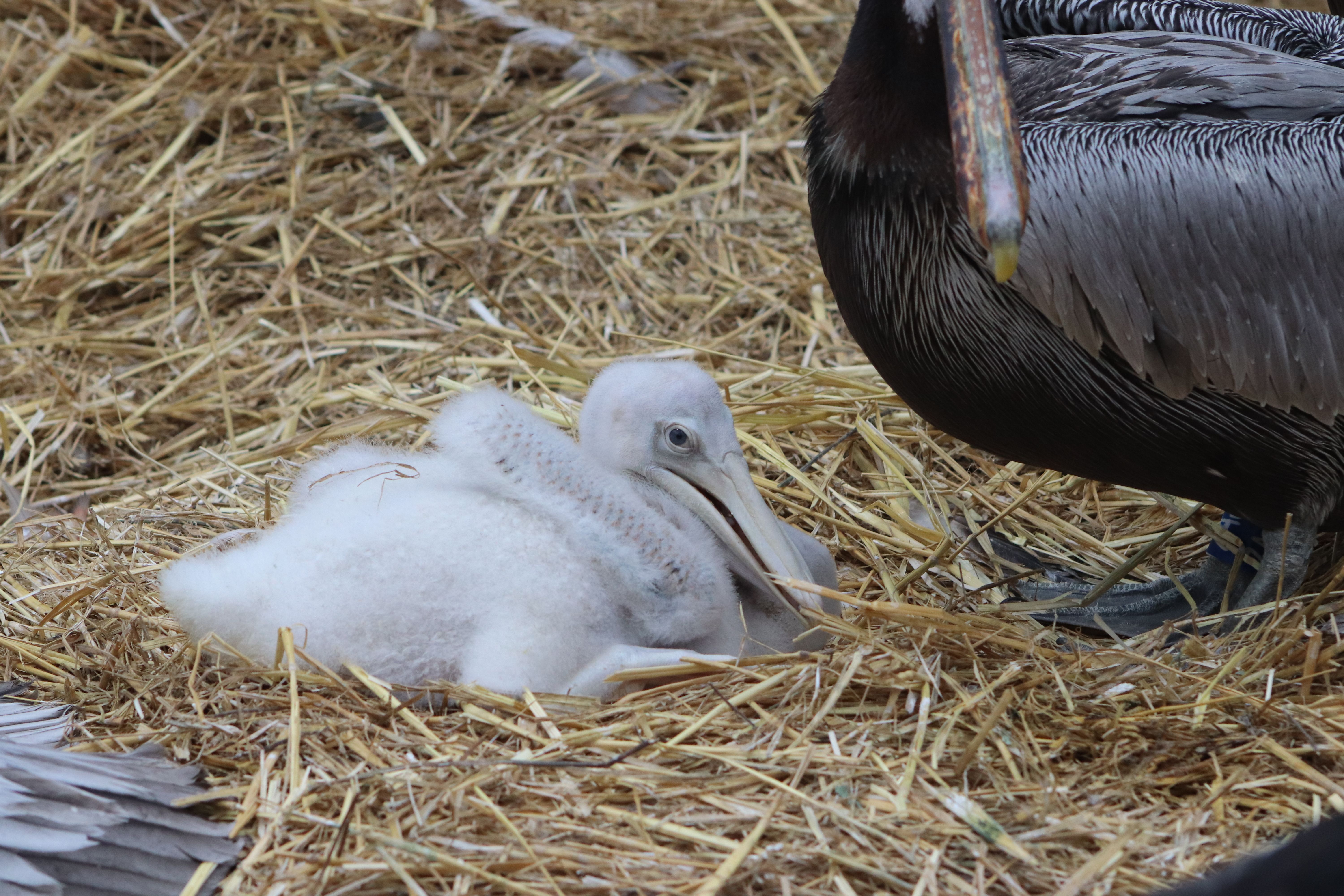 Ungewöhnliches Glück Im Tierpark Berlin: Pelikan-Küken Hat Zwei Papas