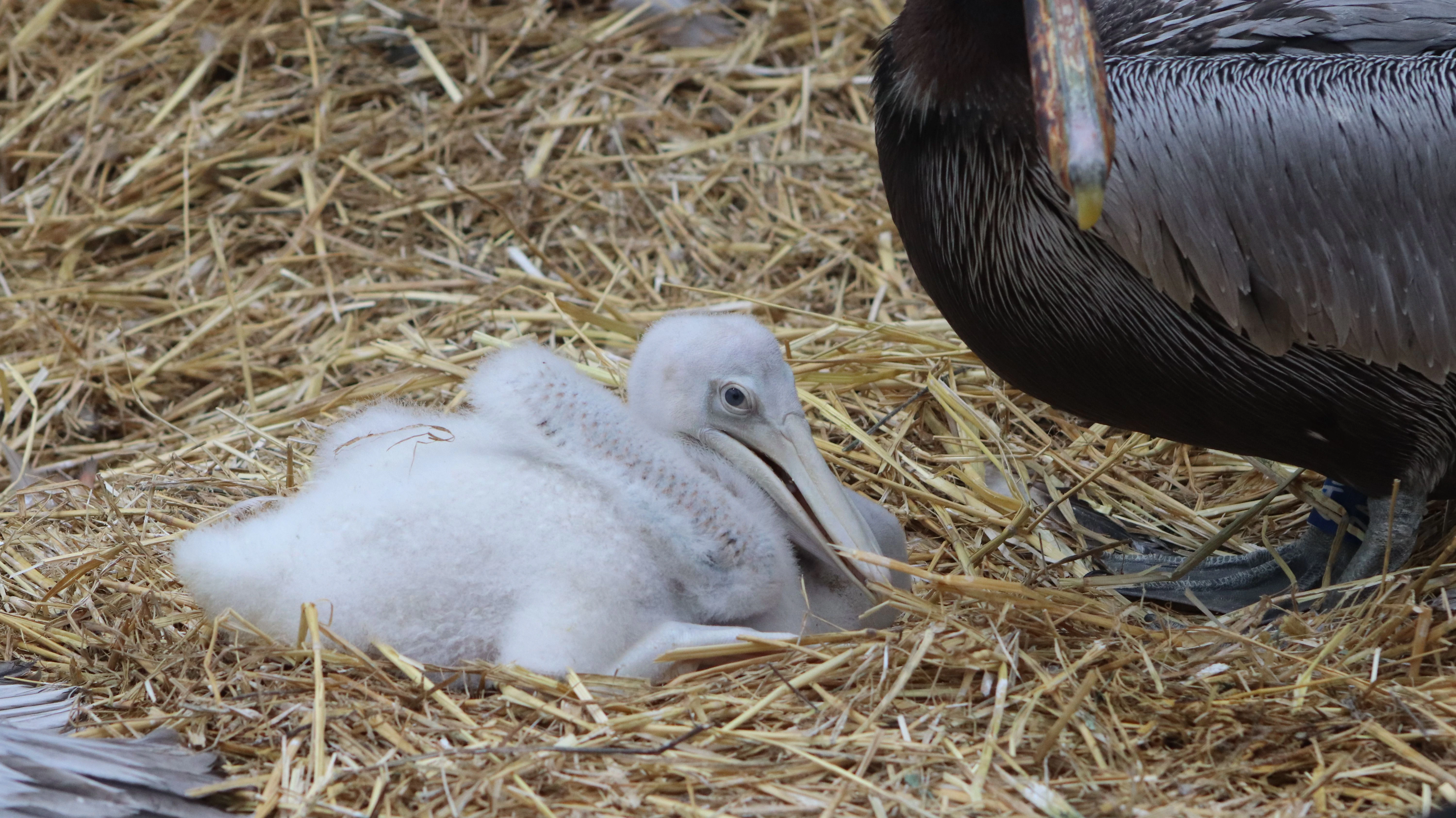 Das süße Pelikan-Küken im Tierpark Berlin hat zwar zwei Adoptivväter, aber noch keinen Namen.