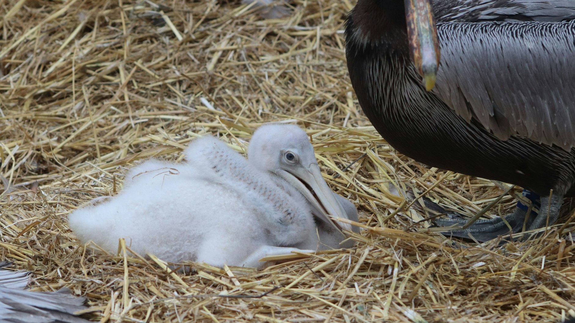 Das süße Pelikan-Küken im Tierpark Berlin hat zwar zwei Adoptivväter, aber noch keinen Namen.