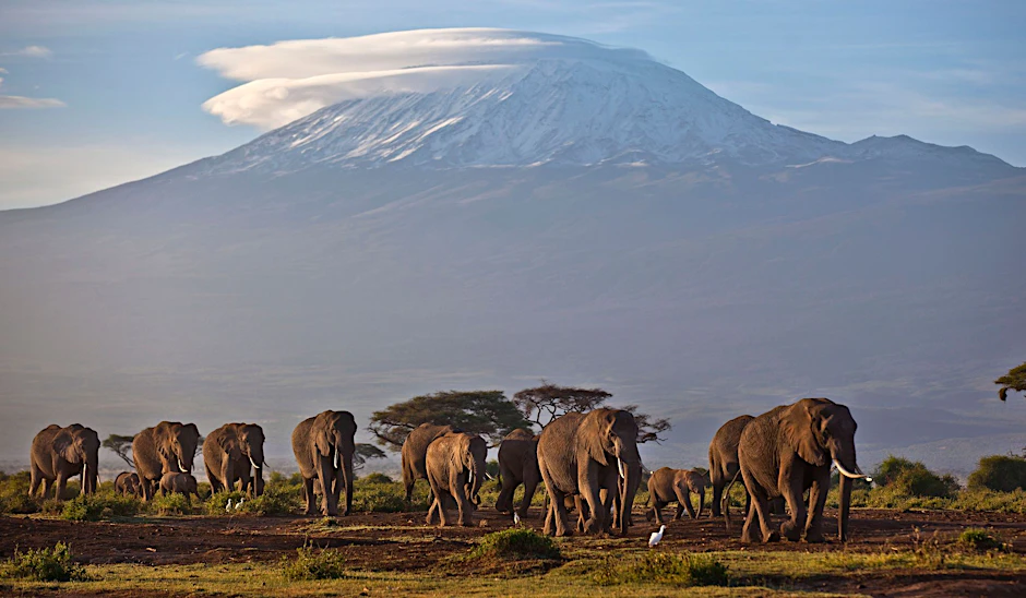 ARCHIV - Eine Elefantenherde streift bei Sonnenaufgang im Amboseli-Nationalpark über eine Ebene. Im Hintegrund: der Kilimandscharo.  