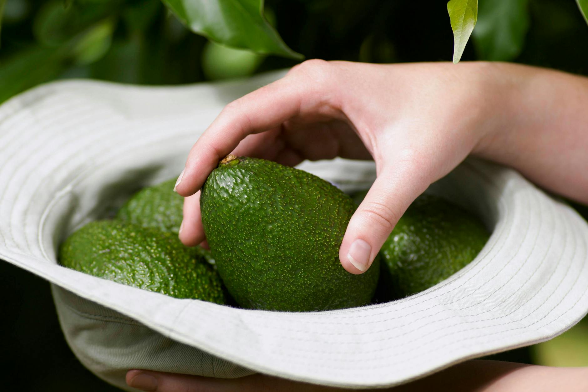 Diese Beere macht Lust auf Sex! – Mit diesem Rezept kommt die Avocado zur Geltung.