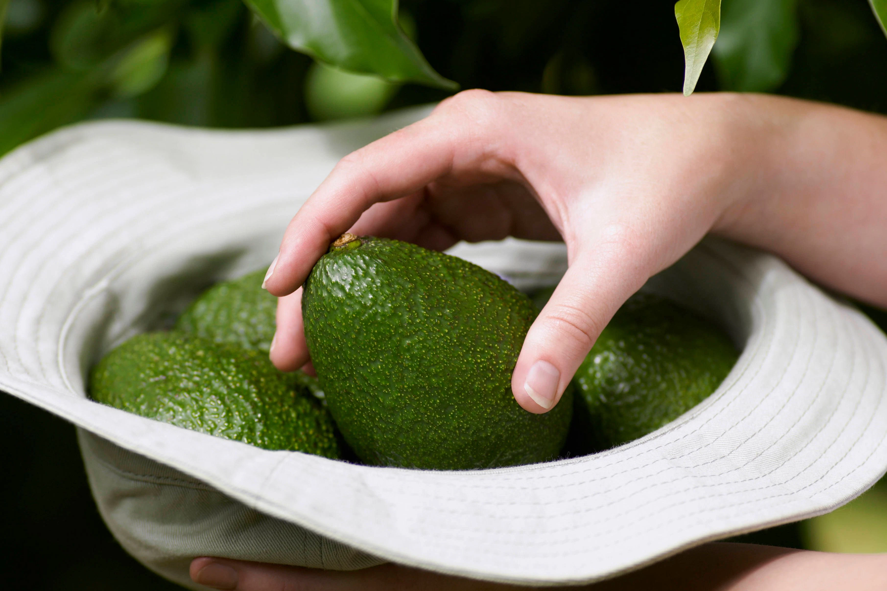 Diese Beere macht Lust auf Sex! – Mit diesem Rezept kommt die Avocado zur Geltung.