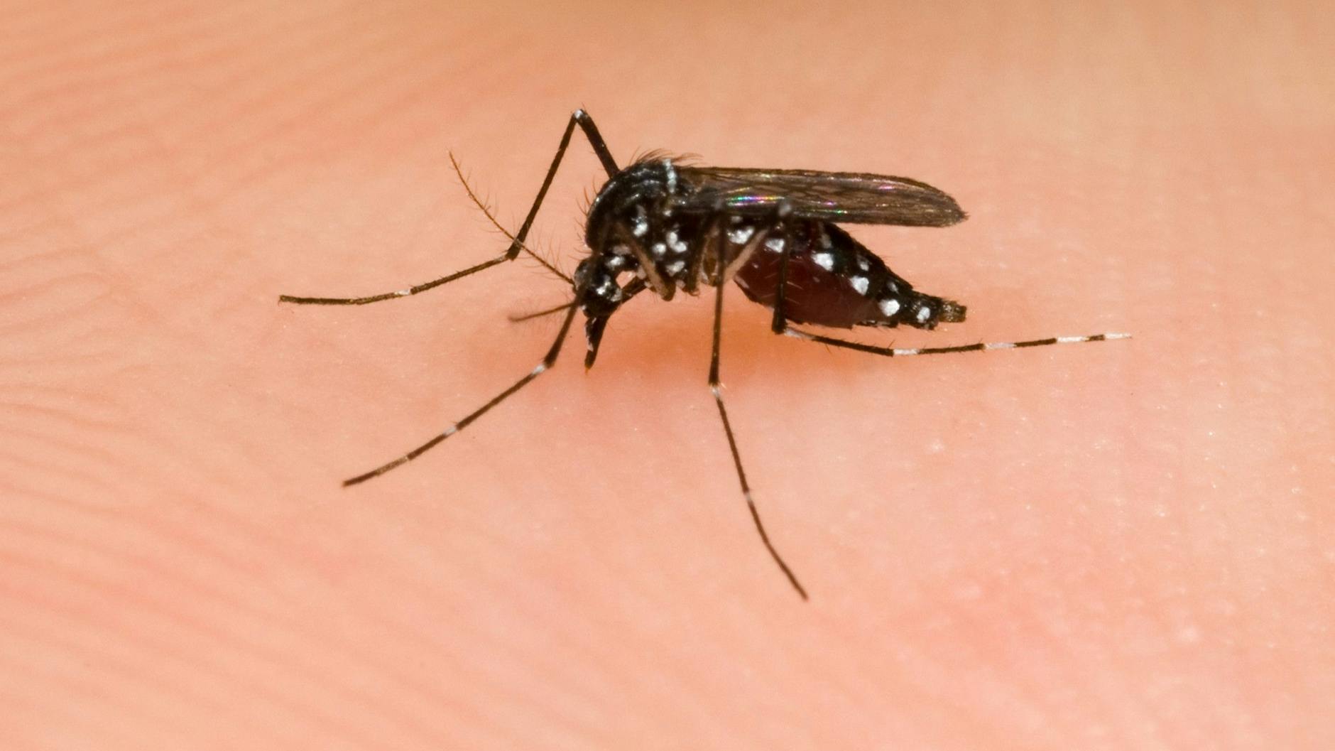 Ein Stich der Asiatischen Tigermücke kann gefährliche Tropen-Krankheiten übertragen.