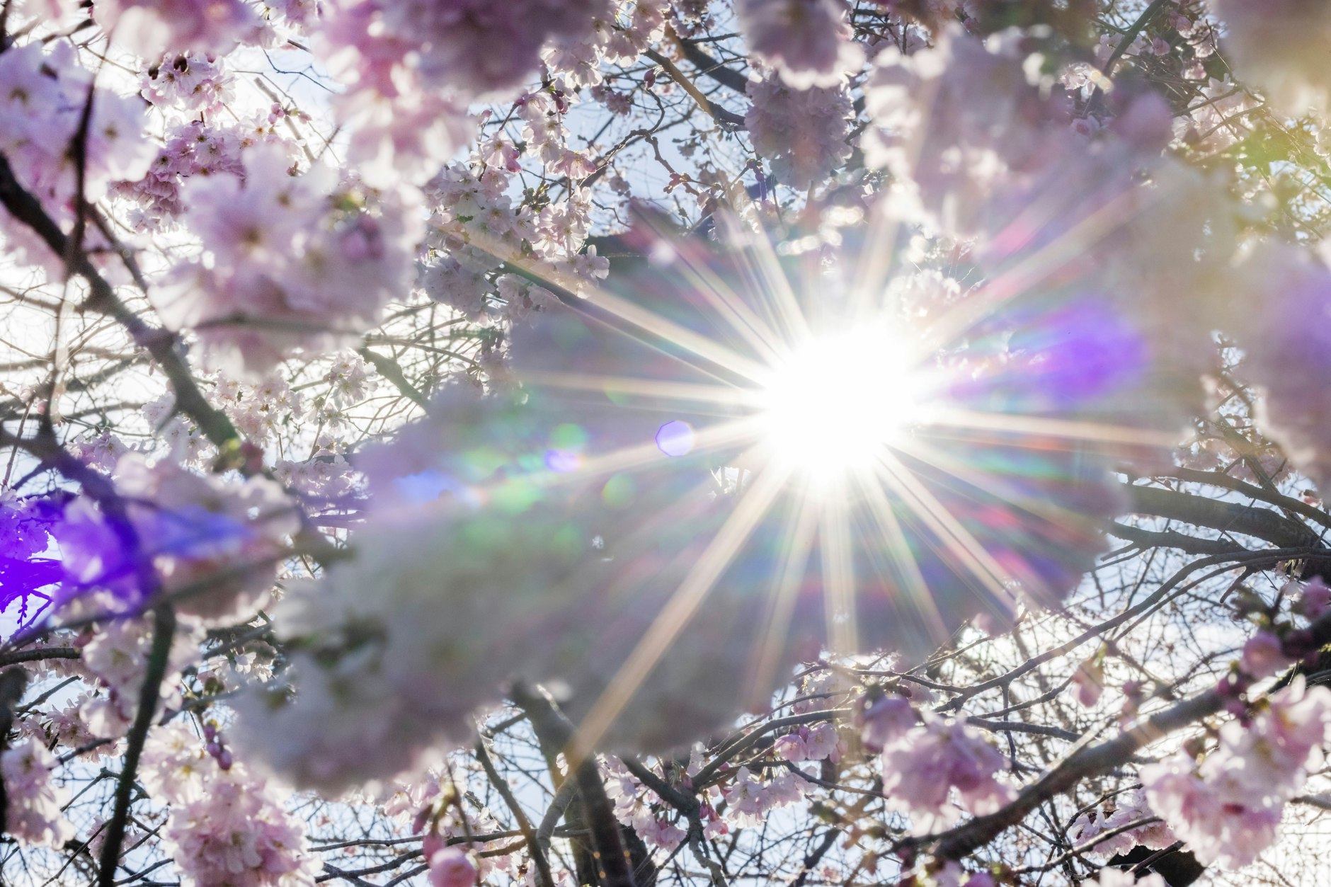 Der Frühling setzt sich wie hier im Rheingau im Laufe der Woche immer mehr durch. 