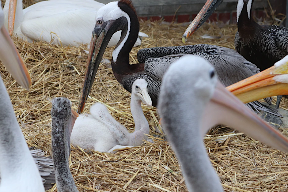 Dieses Pelikan-Küken im Tierpark Berlin hat nicht Mama und Papa, sondern zwei liebevolle Pelikan-Adoptivväter, die es aufziehen.