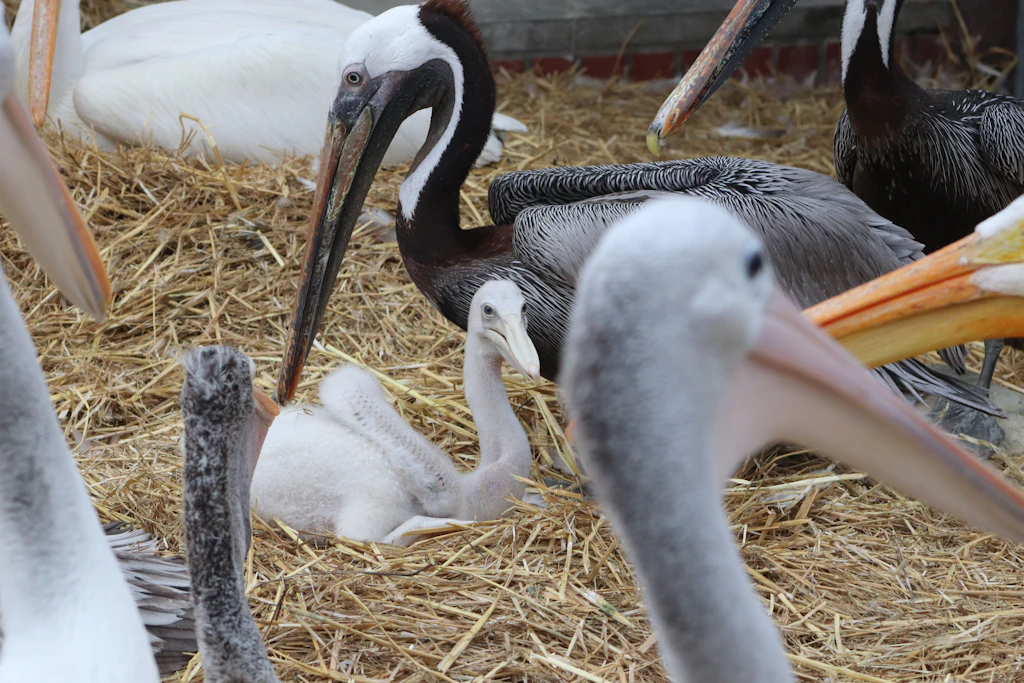 Ungewöhnliches Glück im Tierpark Berlin: Pelikan-Küken hat zwei Papas