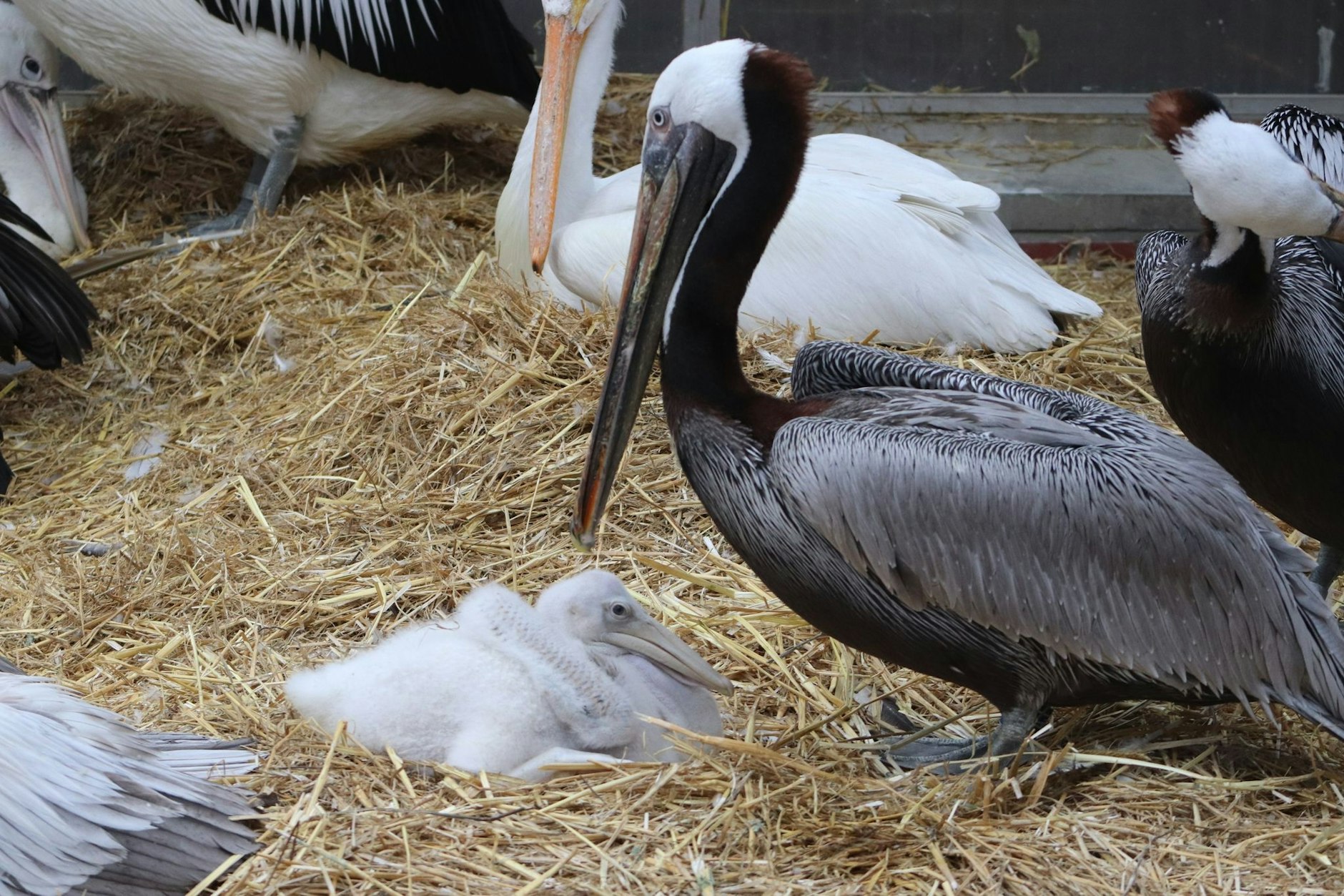 Im Tierpark Berlin haben zwei männliche Pelikane ein Küken adoptiert.