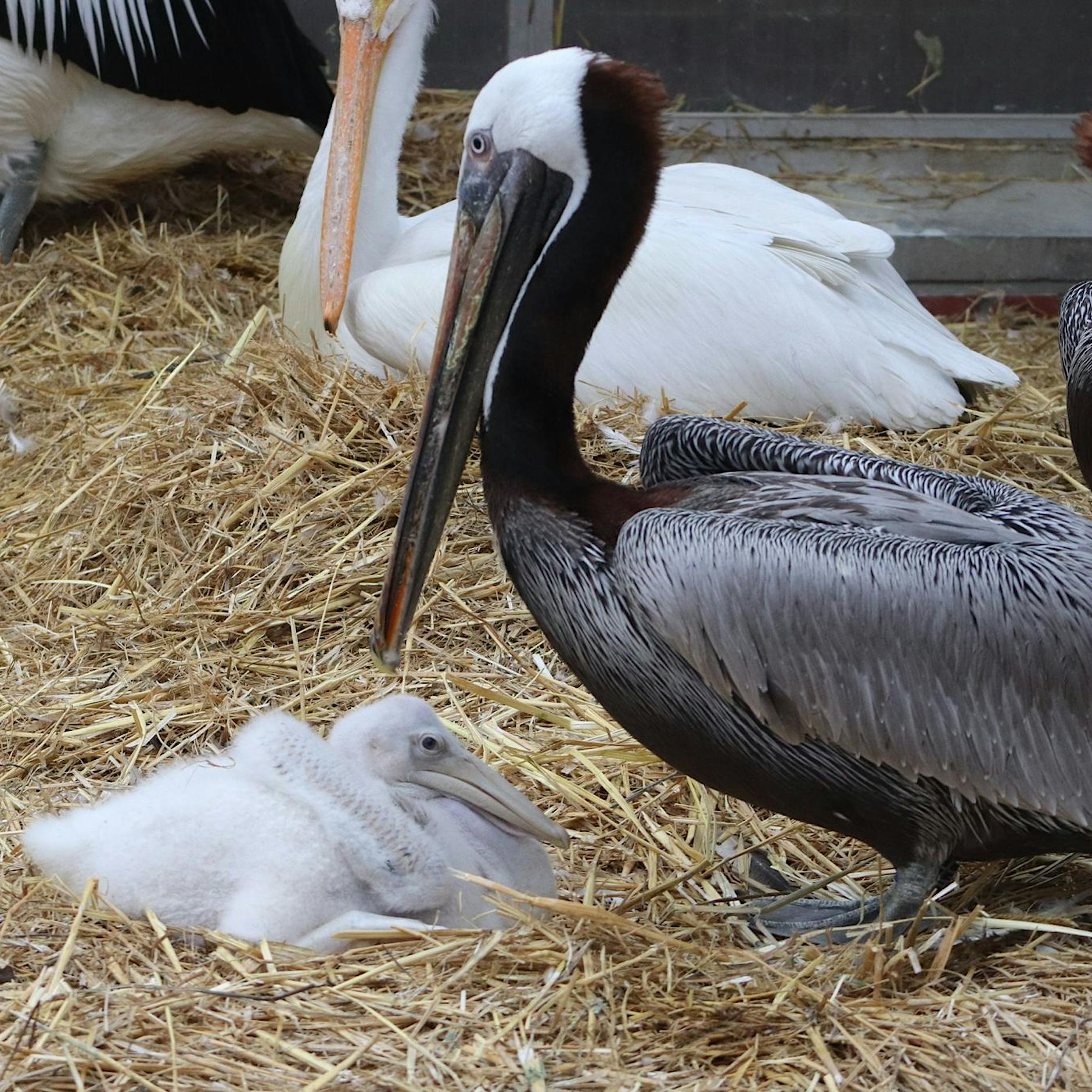 Tierpark Berlin: Männliches Pelikan-Pärchen adoptiert verstoßenes Küken
