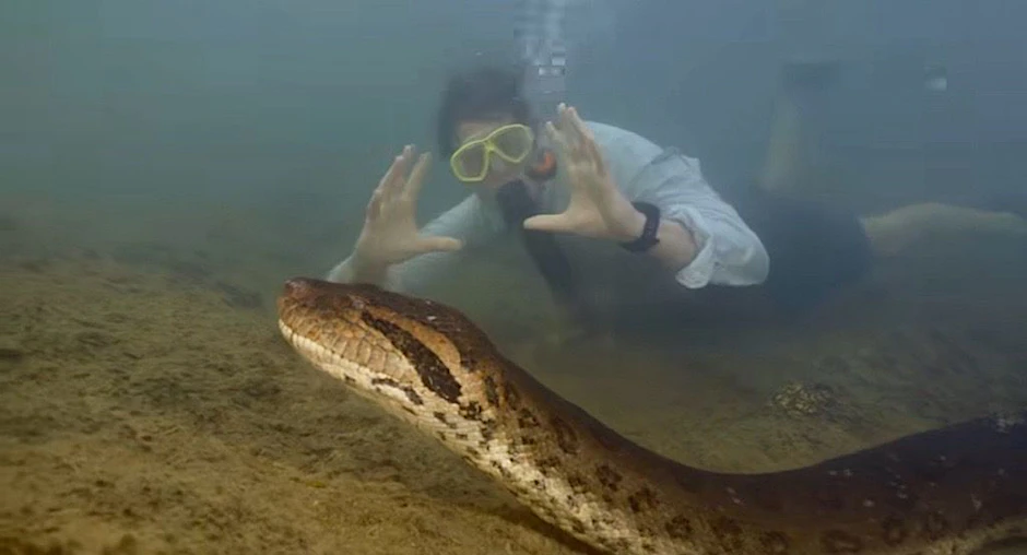 „Heute habe ich zusammen mit 14 anderen Wissenschaftlern aus neun Ländern eine NEUE Schlangenart aus dem Amazonas beschrieben.  EINE RIESENSCHLANGE!“, schreibt der niederländische Biologe Freek Vonk auf Instagram. „Die allergrößte Anakonda, die ich je gesehen habe. Ein Monster.“