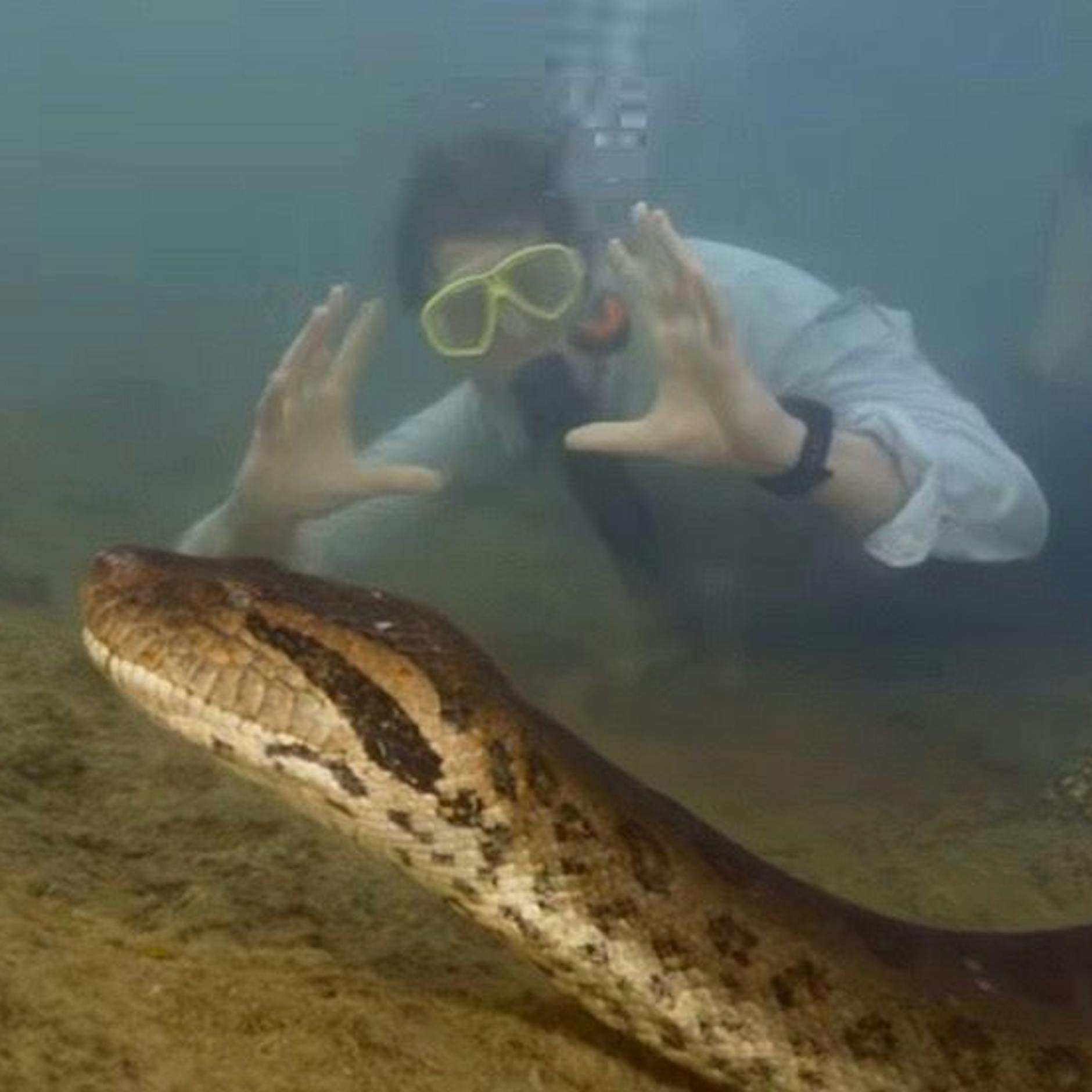 Irres VIDEO: „Monster“ verblüfft – 200-Kilo-Schlange gibt Rätsel auf