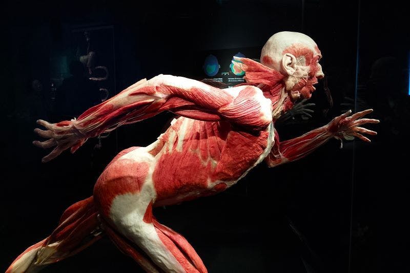 Ein Sportler bei der Arbeit: Der Läufer