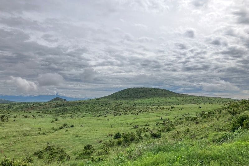 Grasland in Kenia. Hier sollte kein Wald gepflanzt werden. Doch oft findet Aufforstung auf falschen Flächen statt.