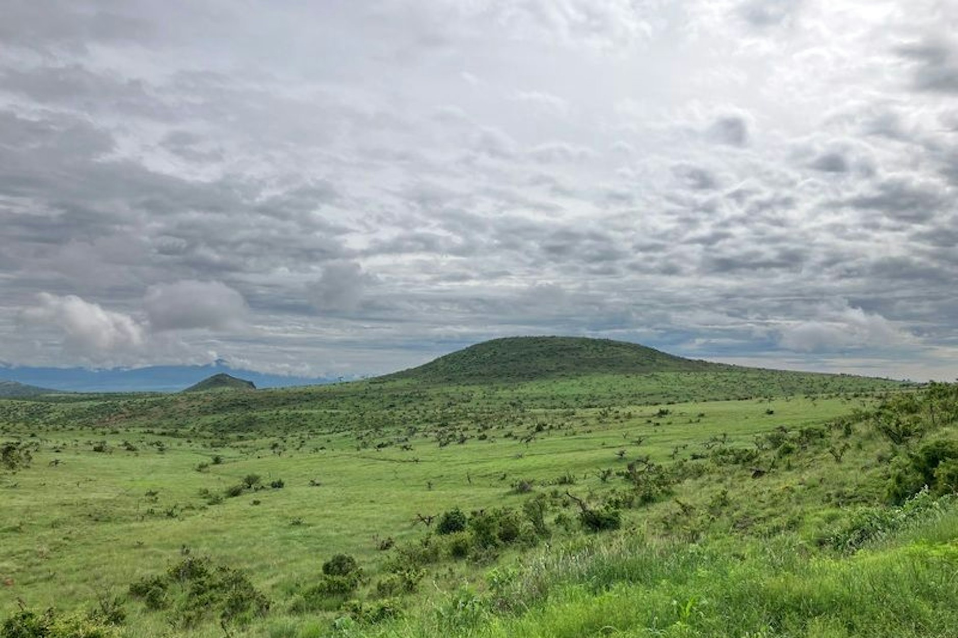 Grasland in Kenia. Hier sollte kein Wald gepflanzt werden. Doch oft findet Aufforstung auf falschen Flächen statt.