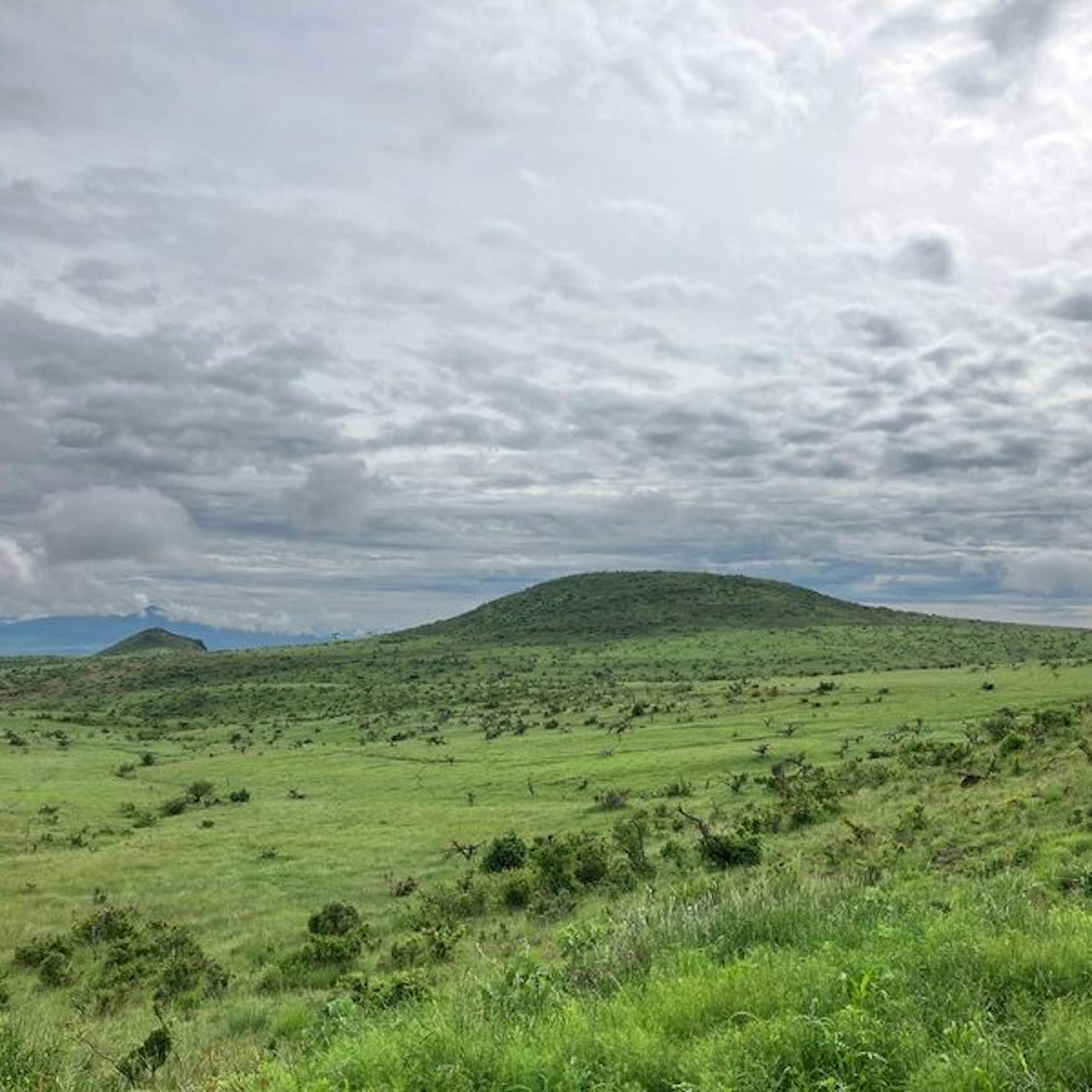 Image - Klimaheld oder Greenwashing? Profit mit falscher Aufforstung: Wenn in der Savanne Wald gepflanzt wird
