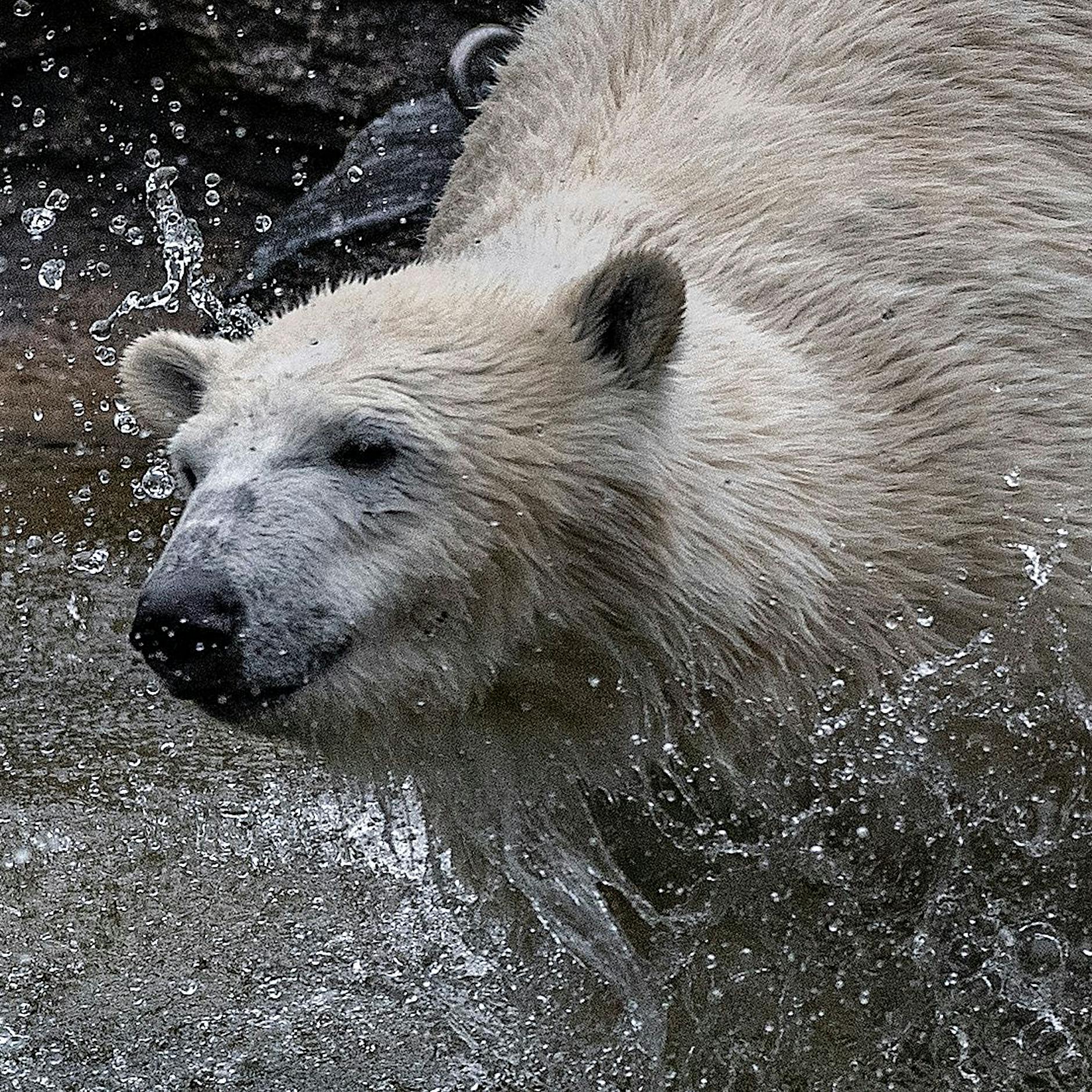 Tierpark in Berlin: Mann will mit Pfeil und Bogen auf Eisbären schießen