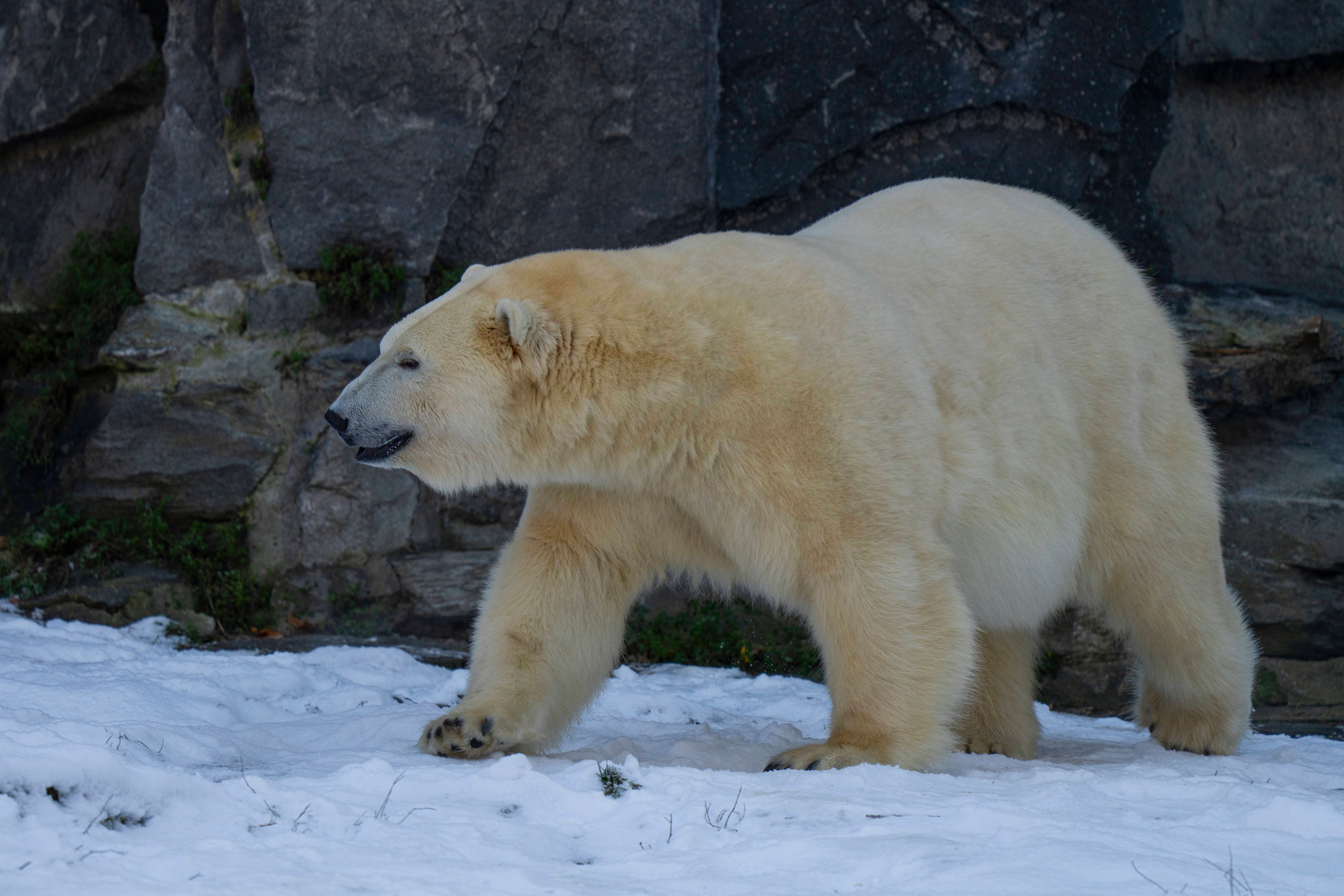 Will Mann Tierpark-Eisbärin Hertha mit Pfeil und Bogen töten?