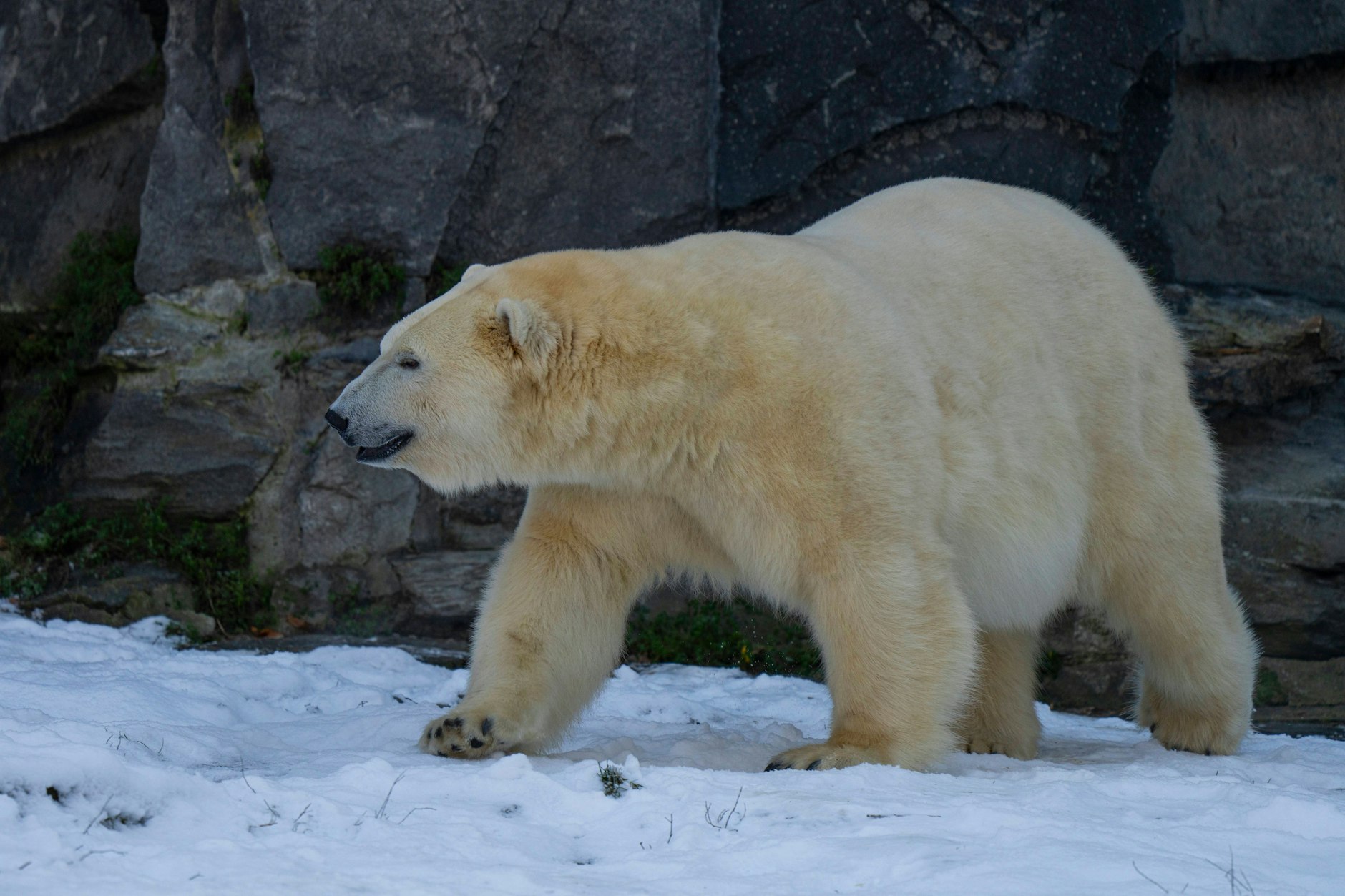 Eisbärin Hertha auf der Anlage im Tierpark. Im Dezember 2023 feierte sie dort ihren fünften Geburtstag.