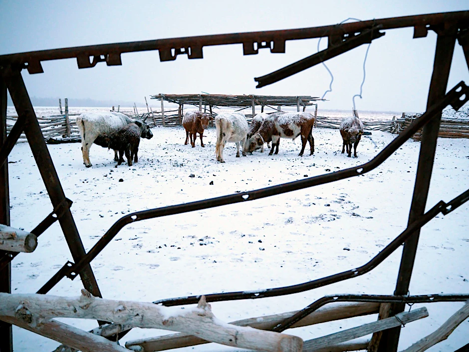 ARCHIV - Die Mongolei wurde von einem extremen Wintereinbruch heimgesucht, dem mehr als 1,5 Millionen Nutztiere zum Opfer fielen (Archivbild).  
