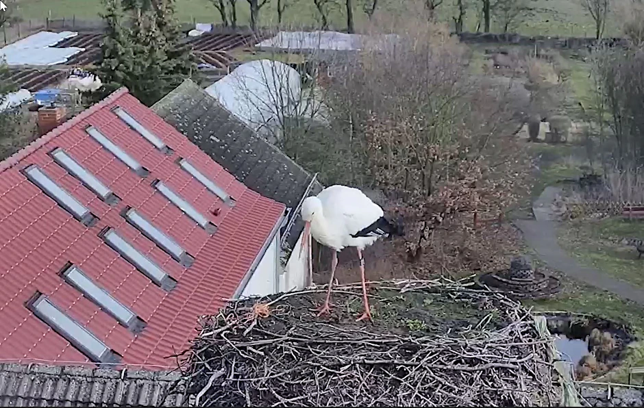 Im Jahr 2021 landete der erste Storch erst Mitte März auf dem Dach der Storchenschmiede.&nbsp;