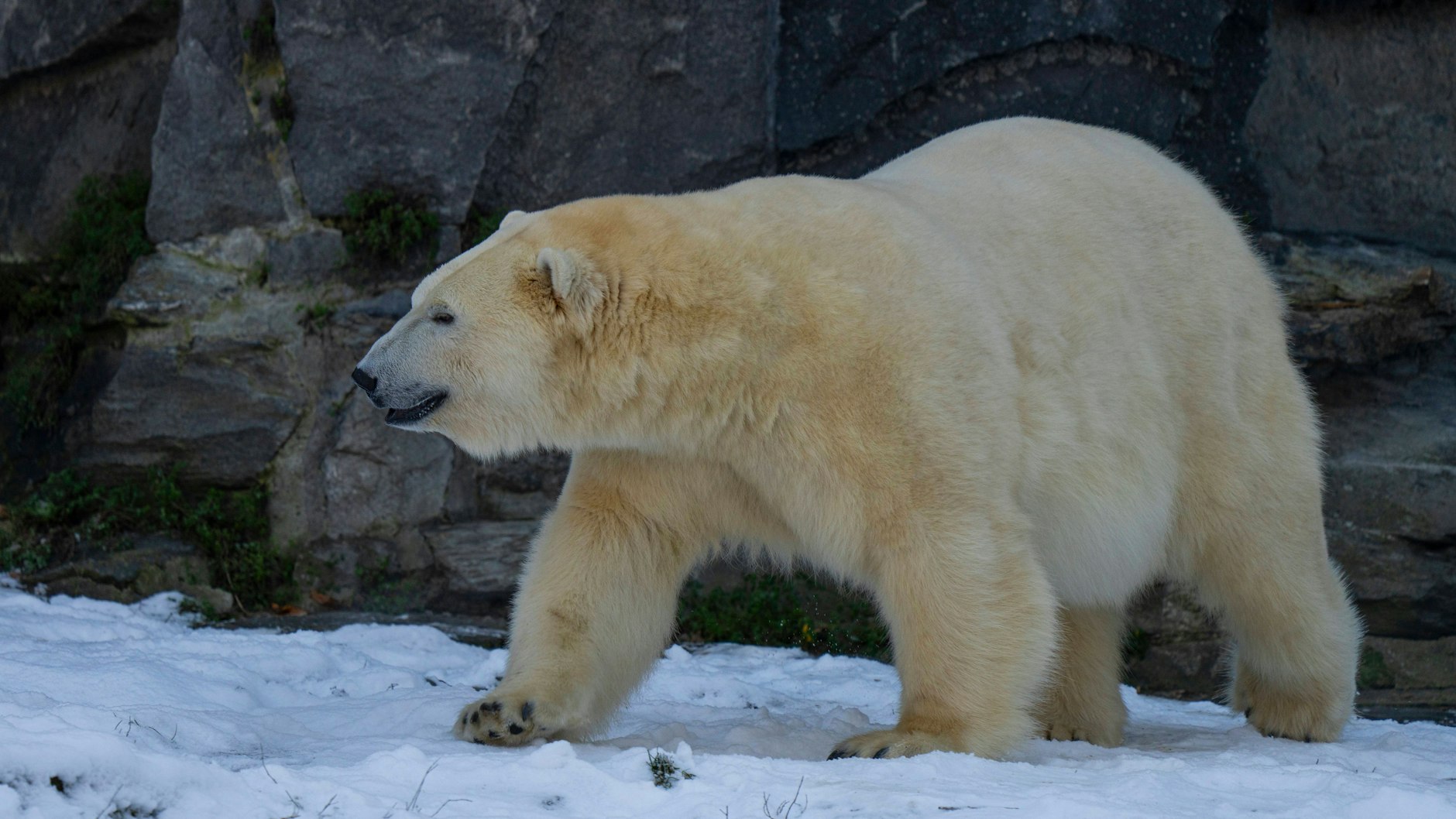 Eisbärin Hertha auf der Anlage im Tierpark. Im Dezember 2023 feierte sie dort ihren fünften Geburtstag.