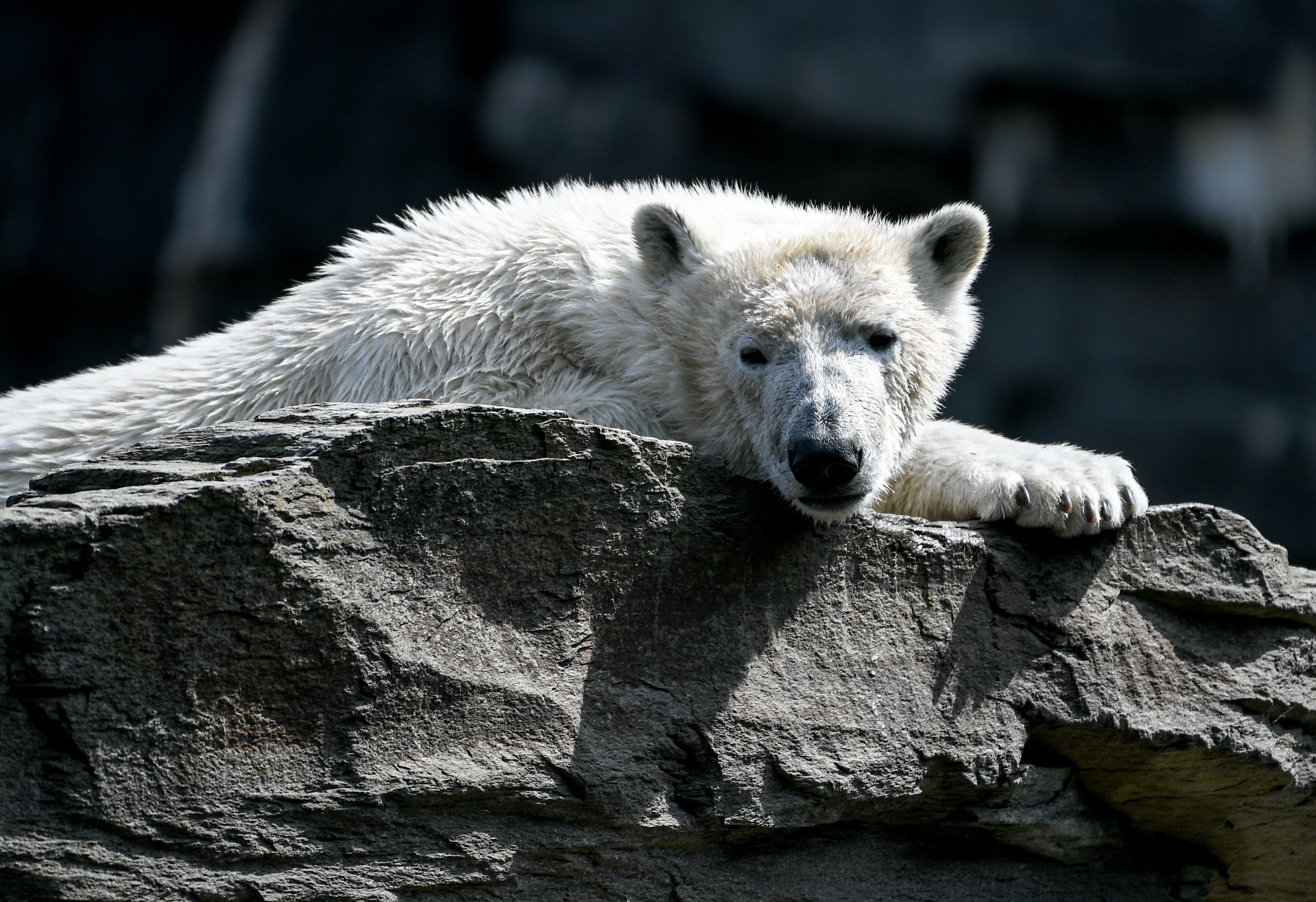 Tierpark-Eisbären in Berlin nicht in Gefahr: „Alle für Hertha und keiner für alle“
