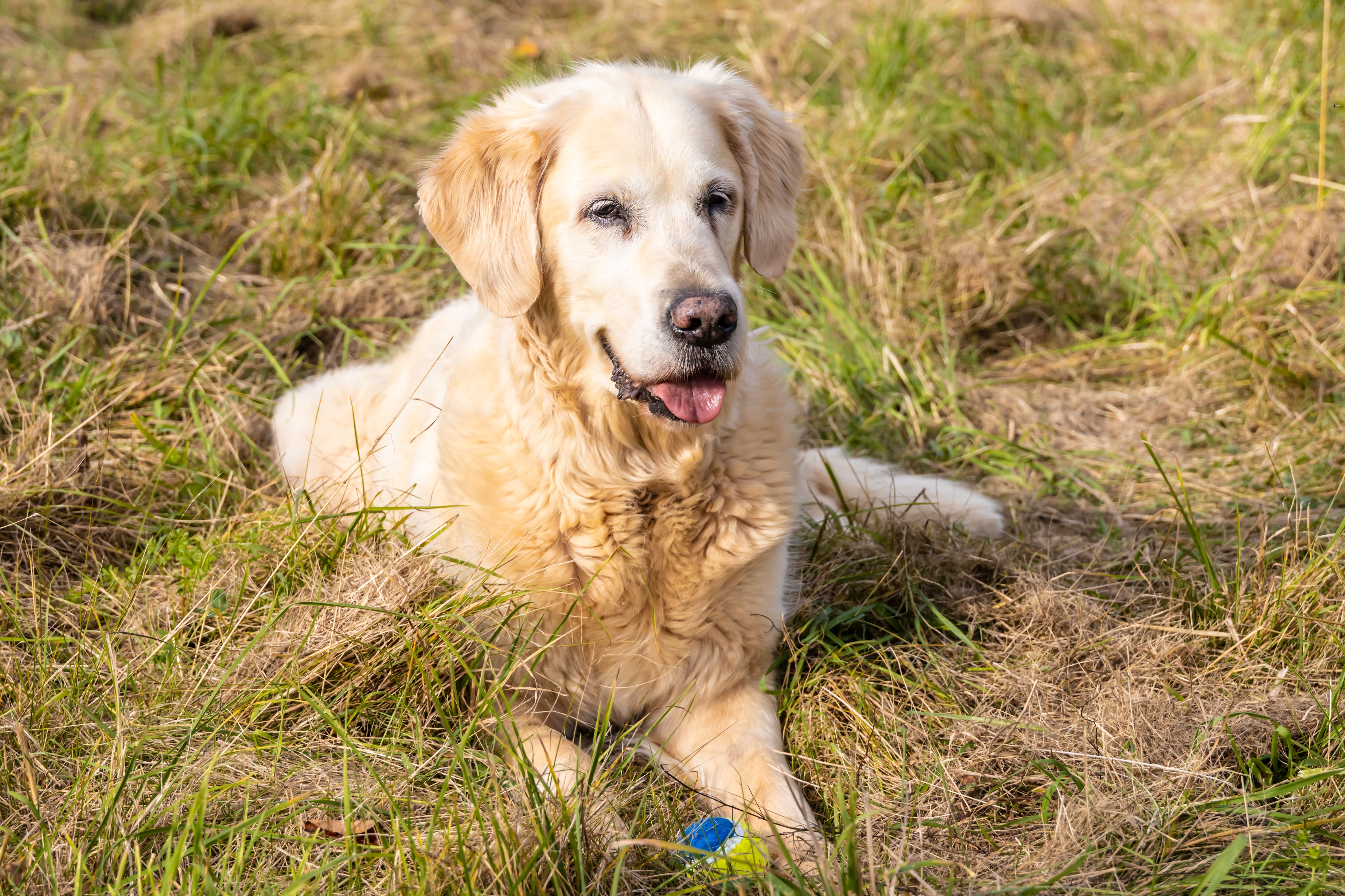 Hilfe, mein Hund wird alt! DAS müssen Sie bei Hundesenioren beachten