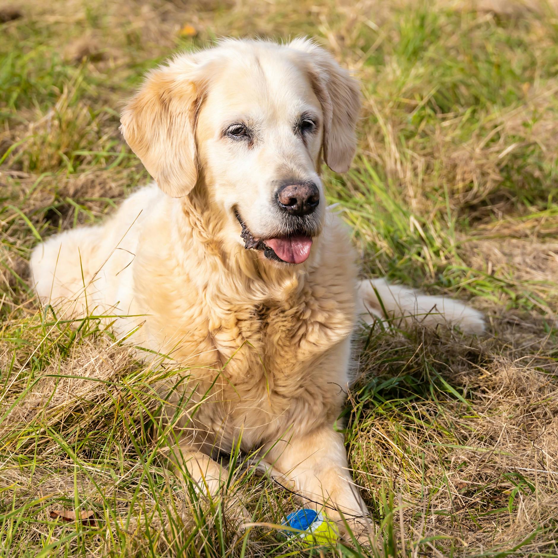 Hilfe, mein Hund wird alt! DAS müssen Sie bei Hundesenioren beachten