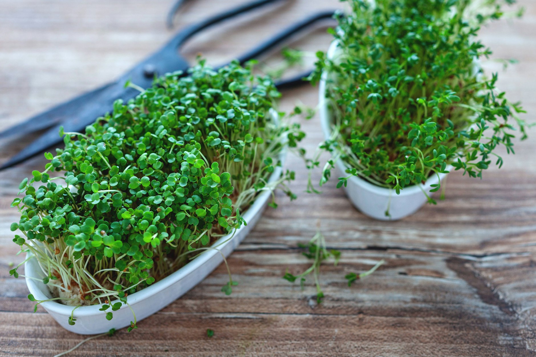 Kresse schmeckt gut und ist nicht schwer zu pflanzen. In der Anleitung lesen Sie, wie es funktioniert.