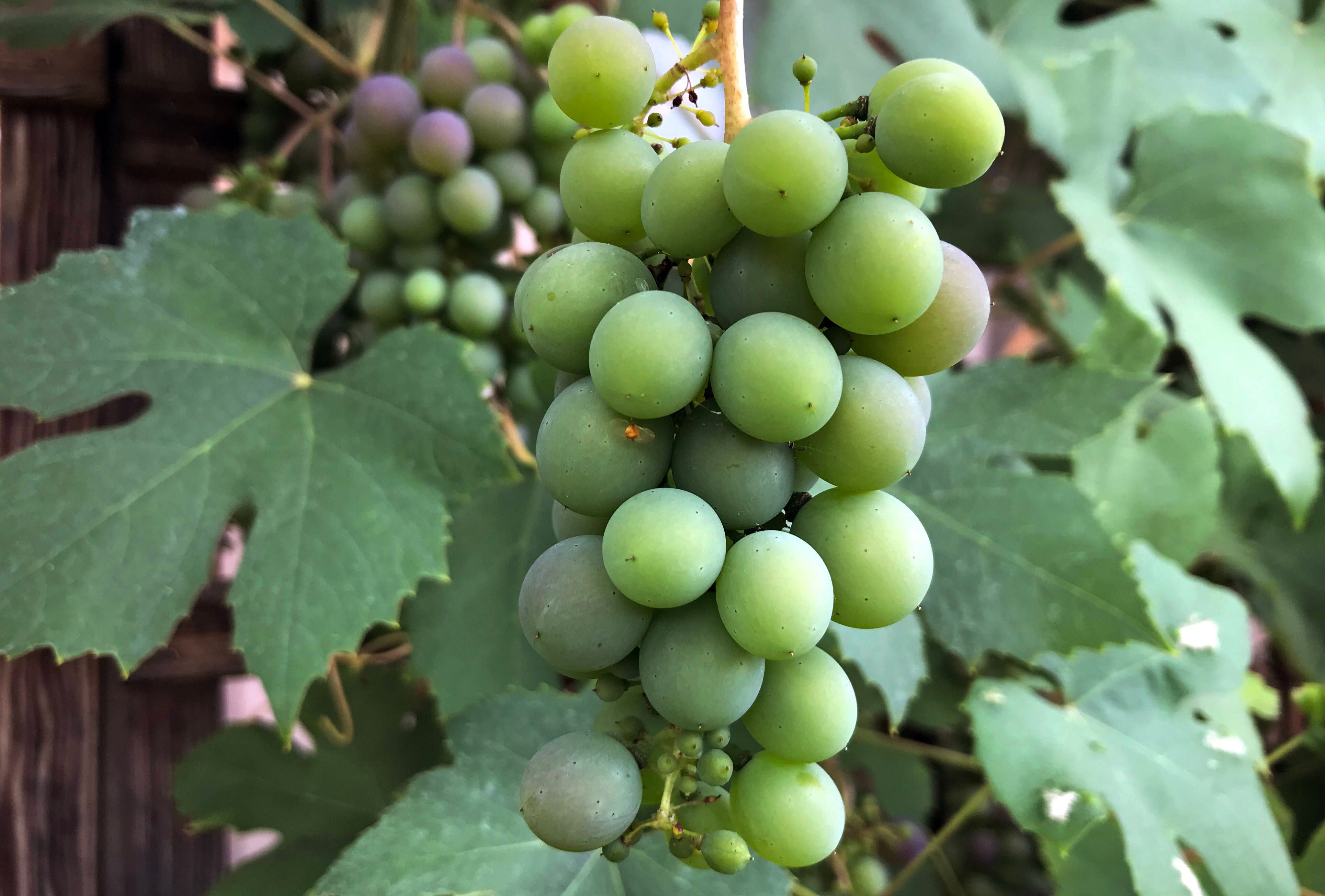 Rebschnitt im Weingarten Prenzlauer Berg