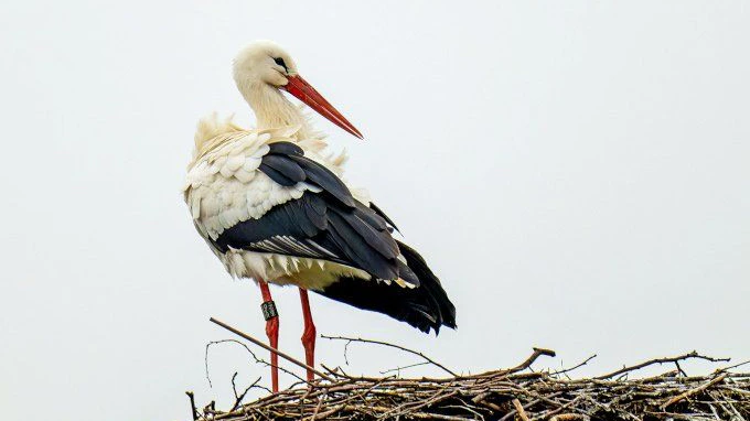 Er ist der Erste. Storch in Linum gelandet.