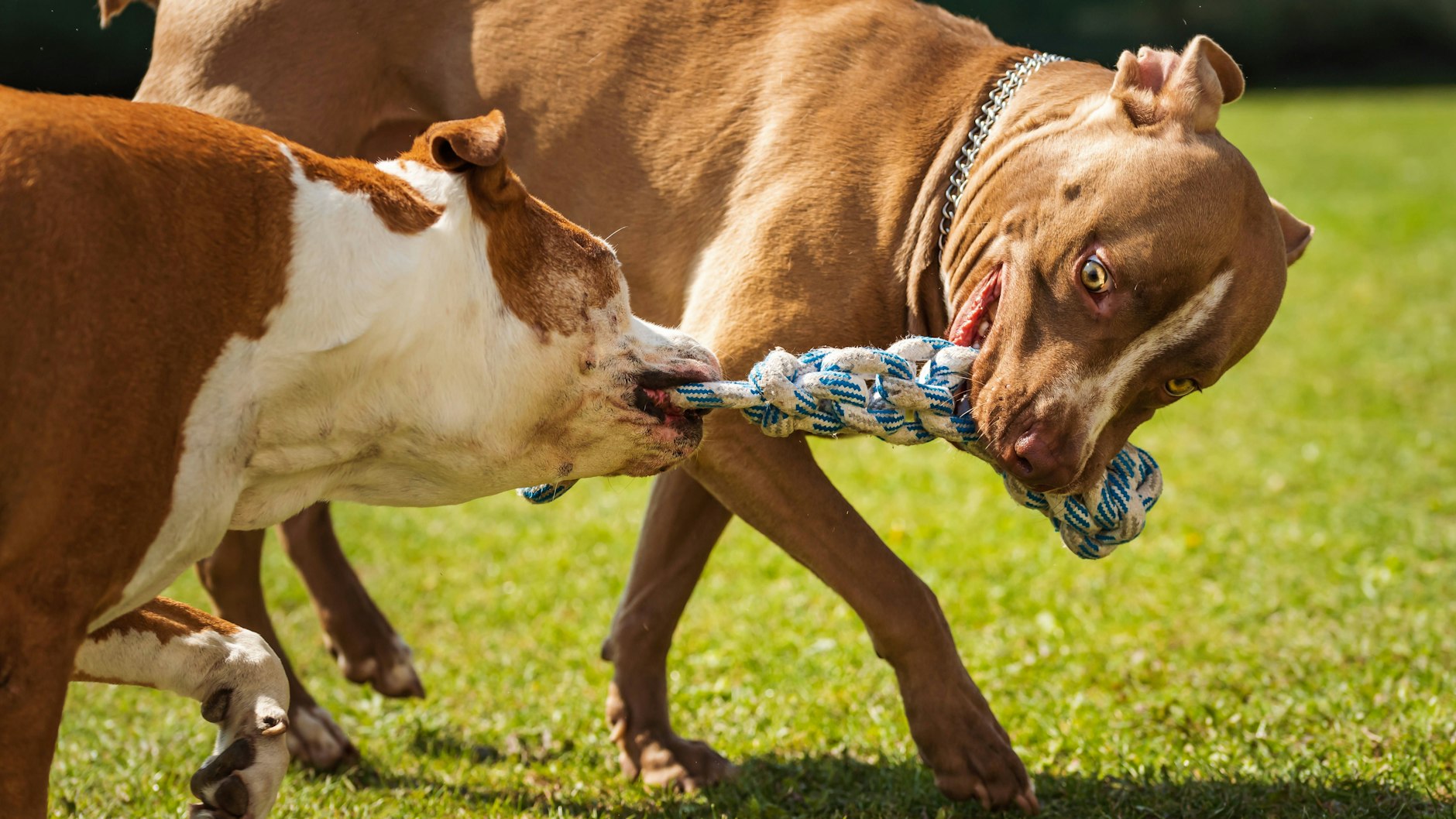 Alt heißt nicht senil: Auch alte Hunde spielen noch gerne.