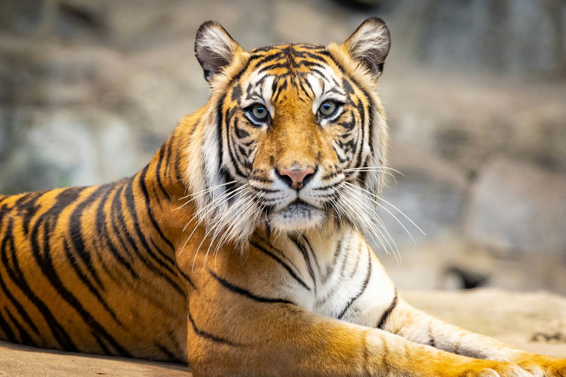 Tigerdame Mayang im Tierpark Berlin. Die Sumatra-Tiger haben Zwillinge bekommen.