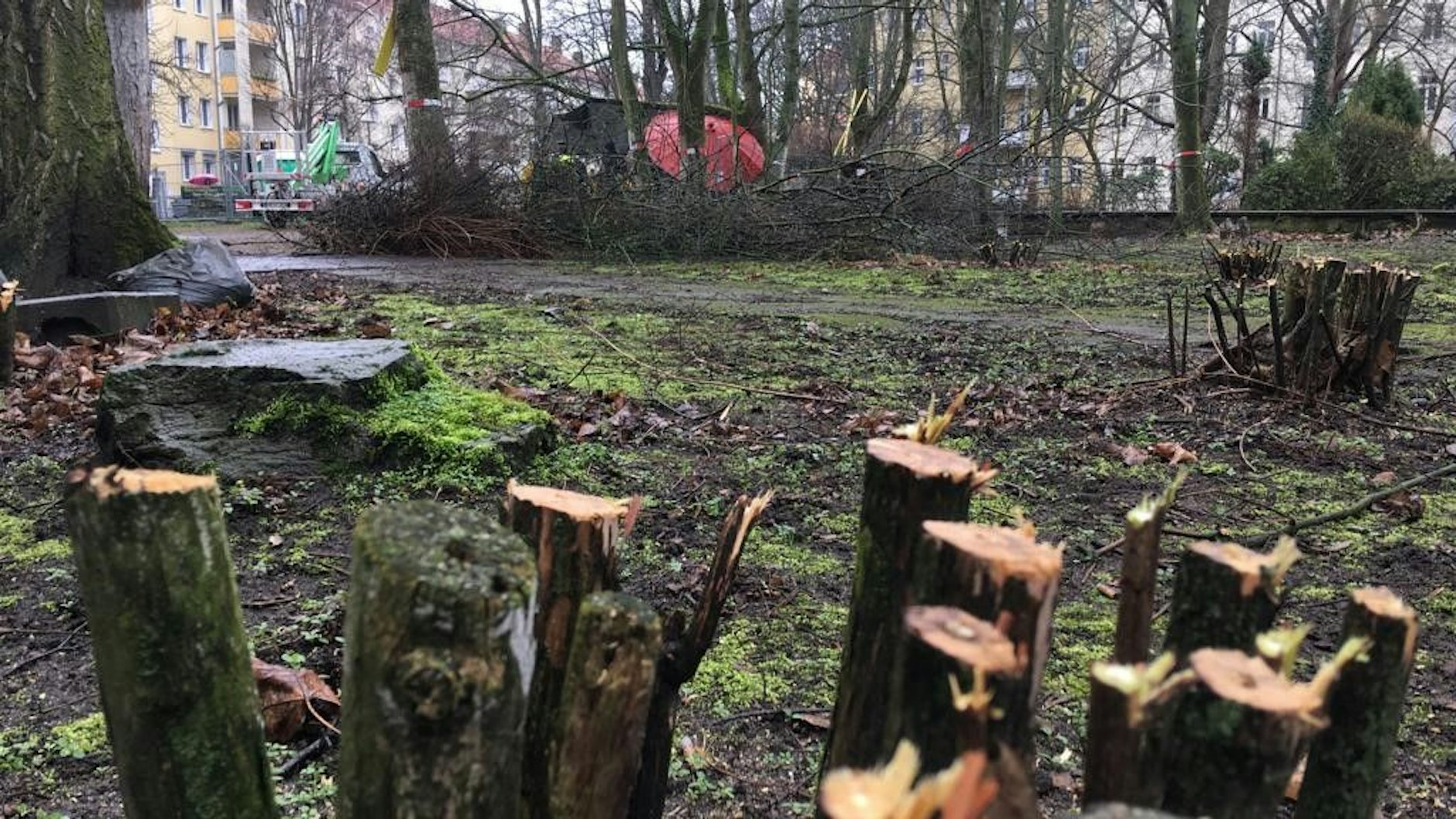 Grüner Kiez Pankow, bereits abgesägte Bäume für die Bebauung im Park.