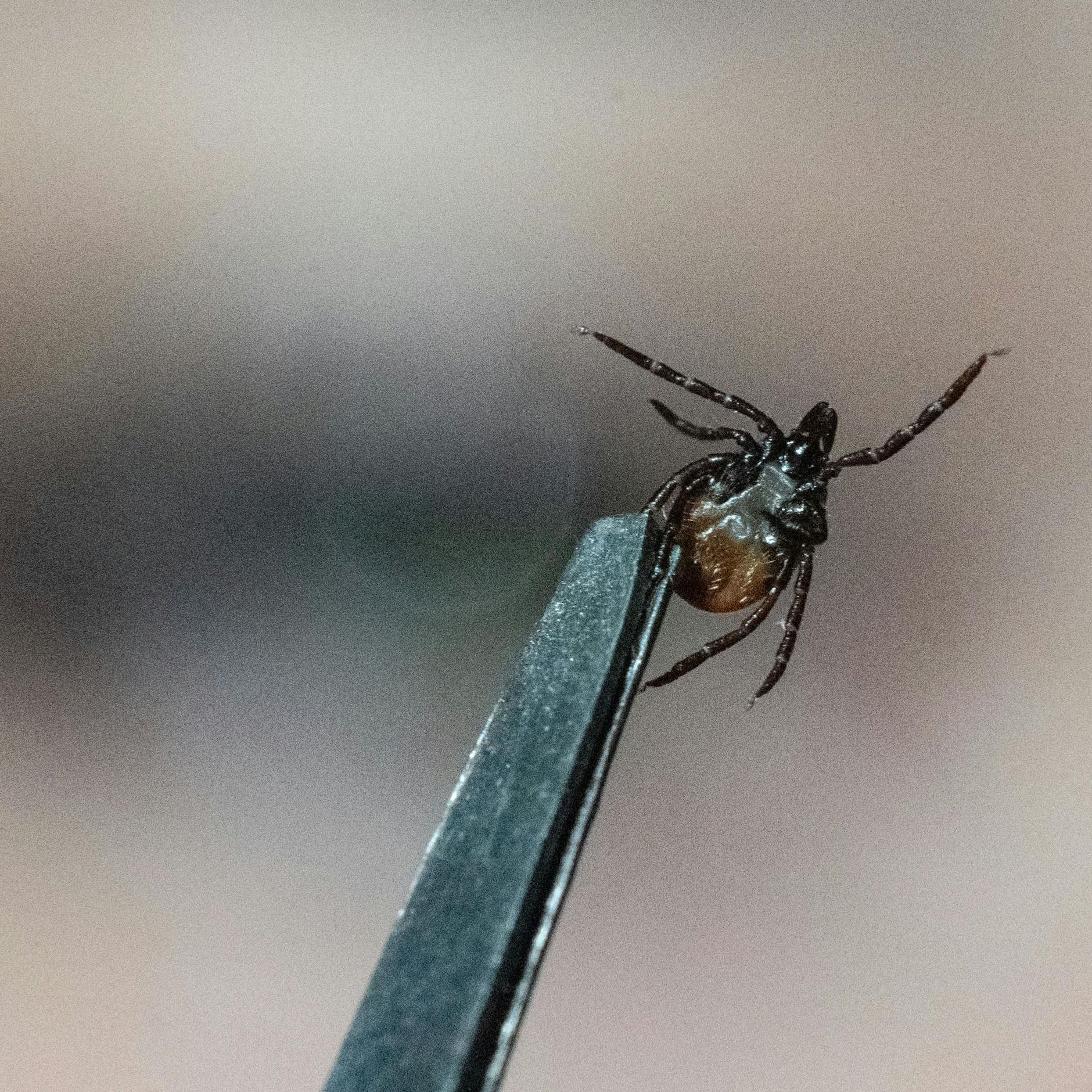 Image - Zecken: Neue FSME-Risikogebiete in Brandenburg und Thüringen