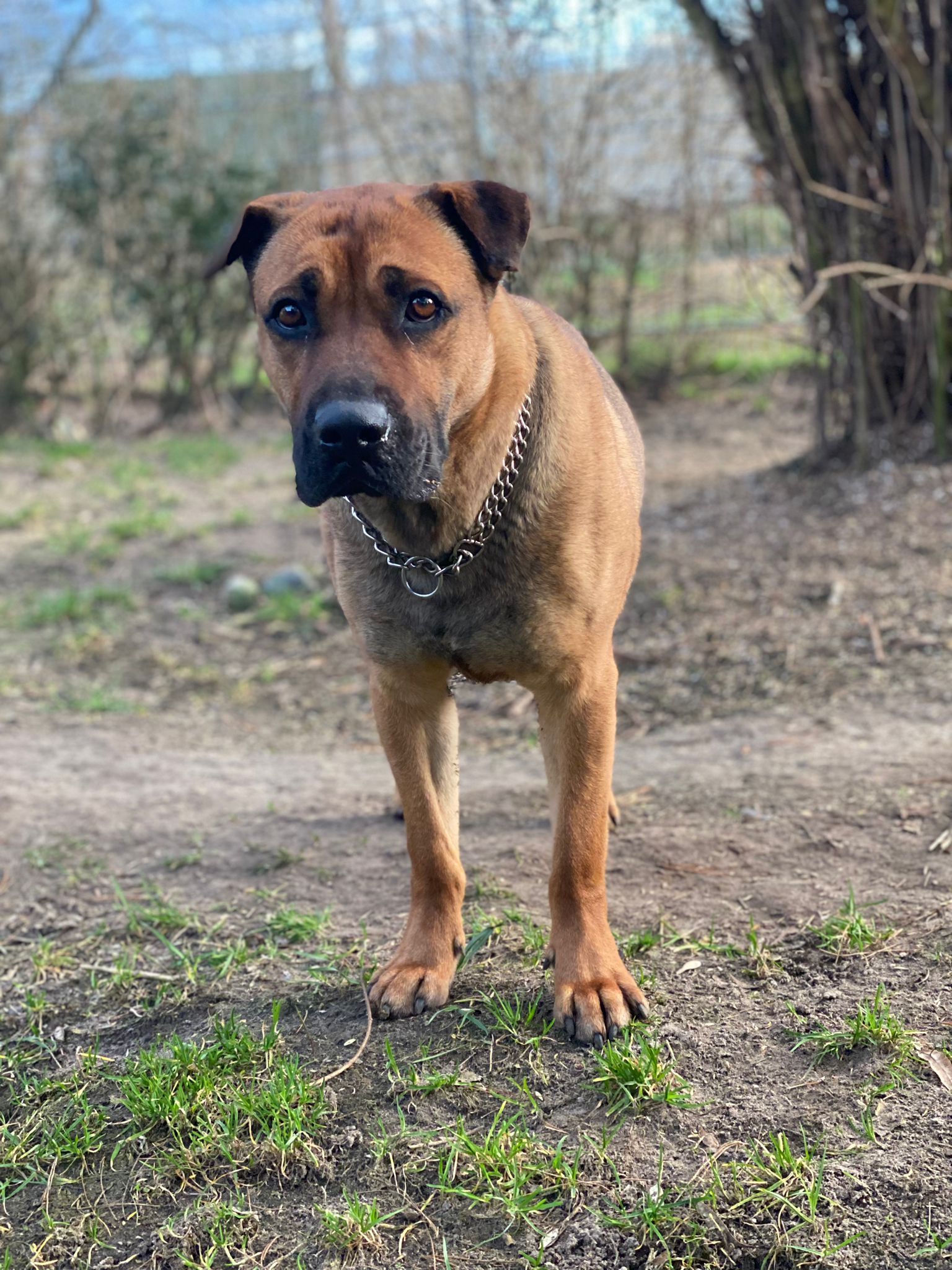 Trauriger Zwinger-Hund Rex sucht ein Zuhause