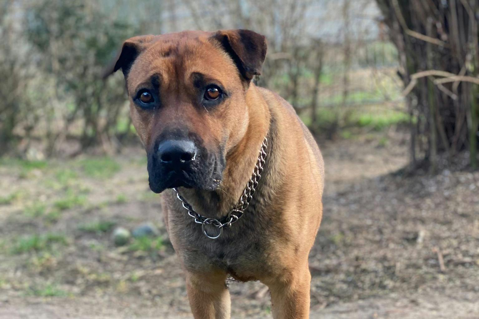 Im Raum Berlin-Brandenburg wird nun ein neues Zuhause für Rex gesucht.