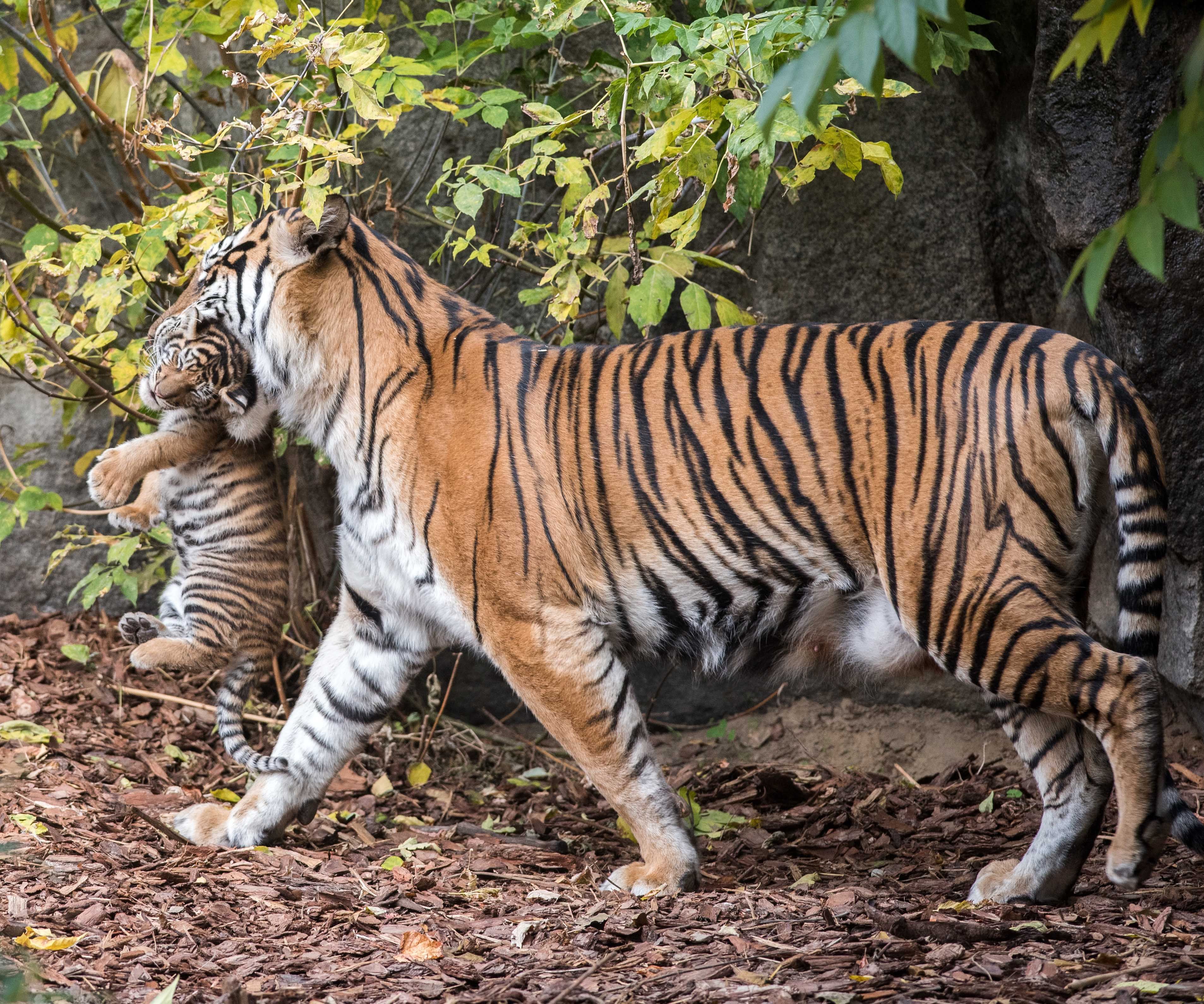 VIDEO: Tierpark Berlin sperrt die Tiger weg – DAS ist der Grund!