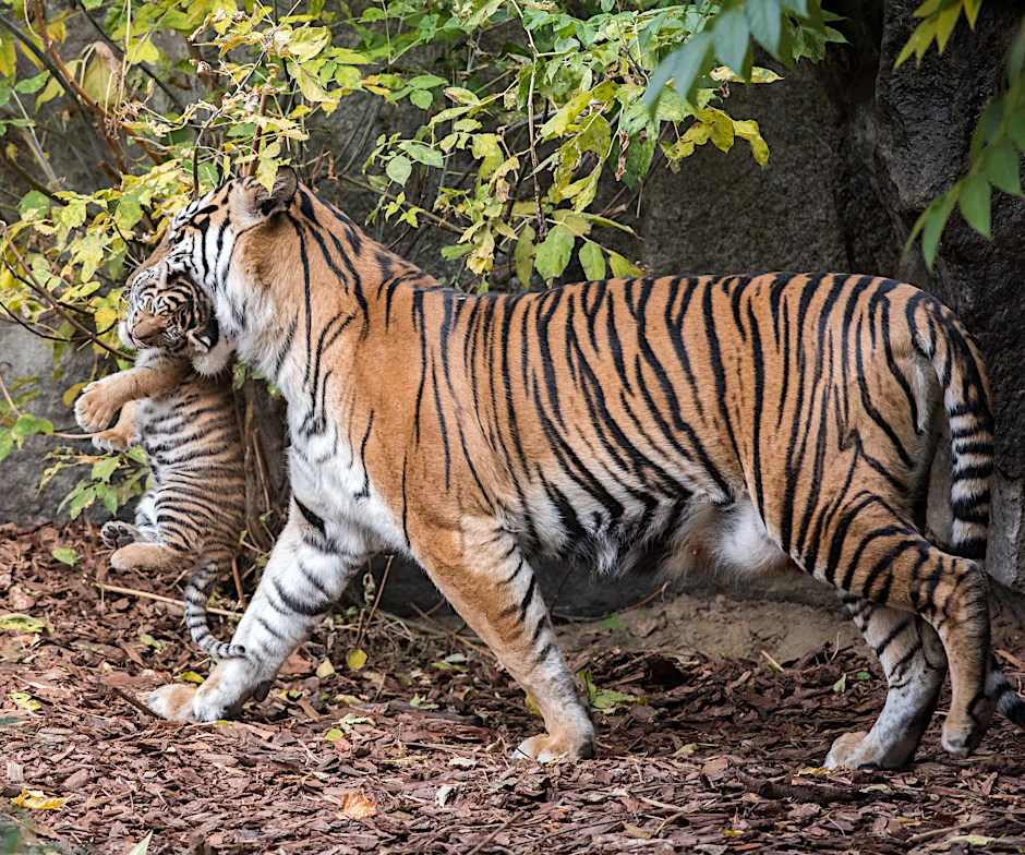 Das Tigerpärchen im Berliner Tierpark hat Zwillinge bekommen! So richtig schnuckelige gestreifte Tigerbabys. Die Jungtiere kamen am 25. Februar zur Welt, wie der Tierpark am Donnerstag mitteilte. (Archivfoto)