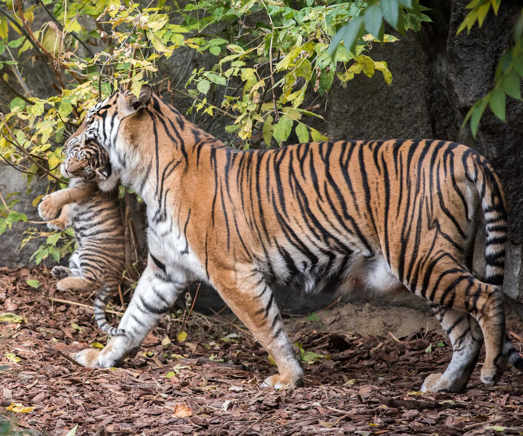 VIDEO: Tierpark Berlin sperrt die Tiger weg – DAS ist der Grund!