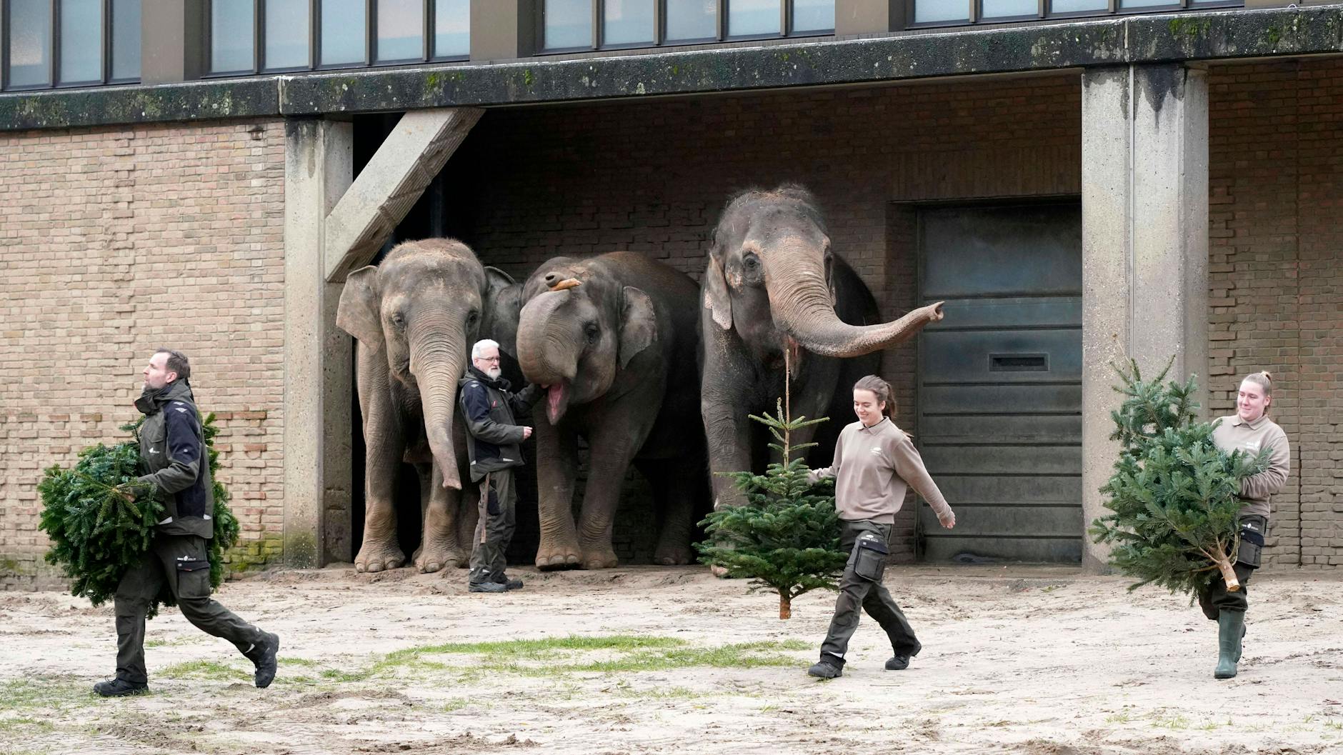 Elefanten bei der Weihnachtsbaumfütterung im Zoo Berlin 