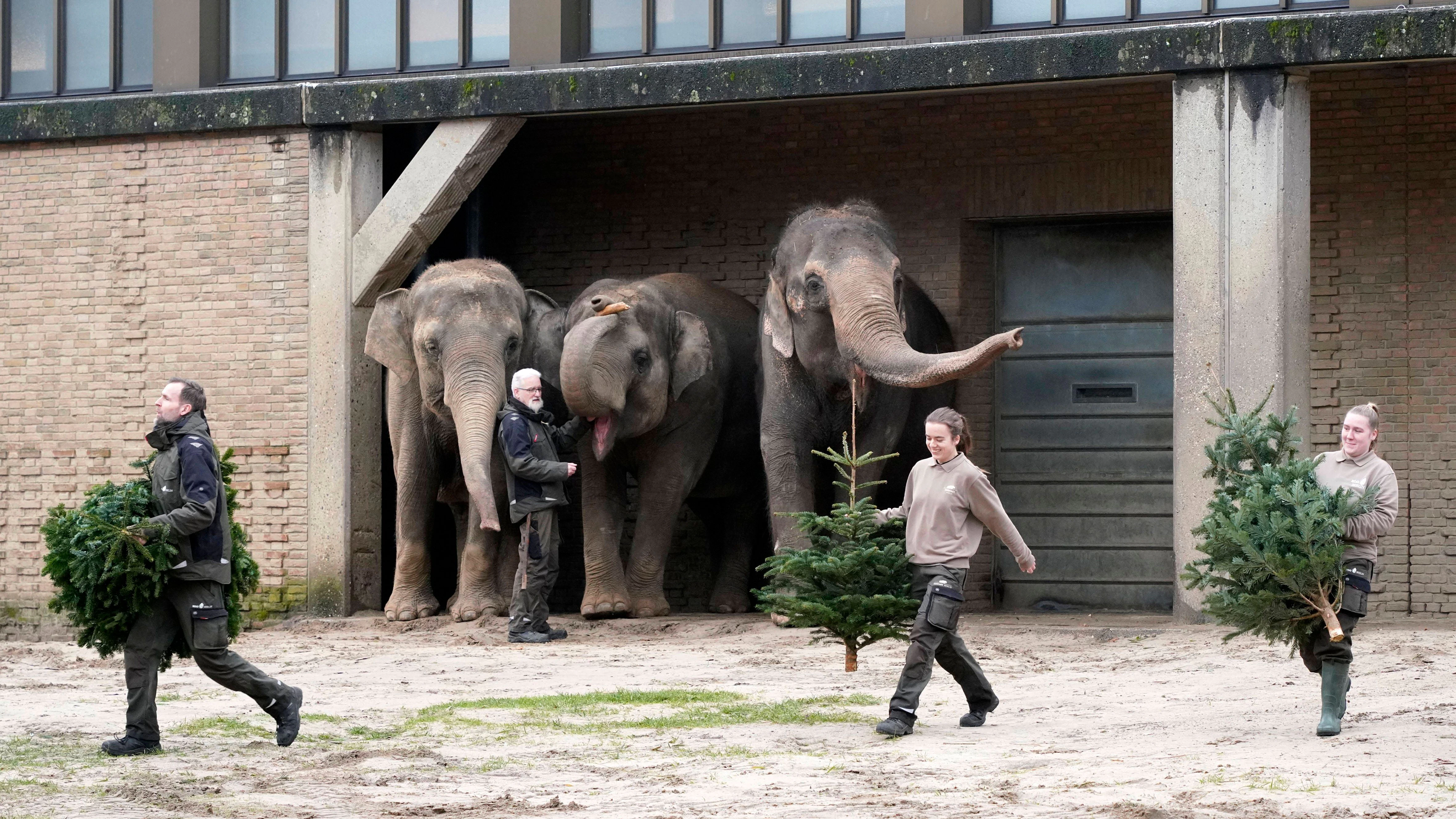 Elefanten bei der Weihnachtsbaumfütterung im Zoo Berlin&nbsp;